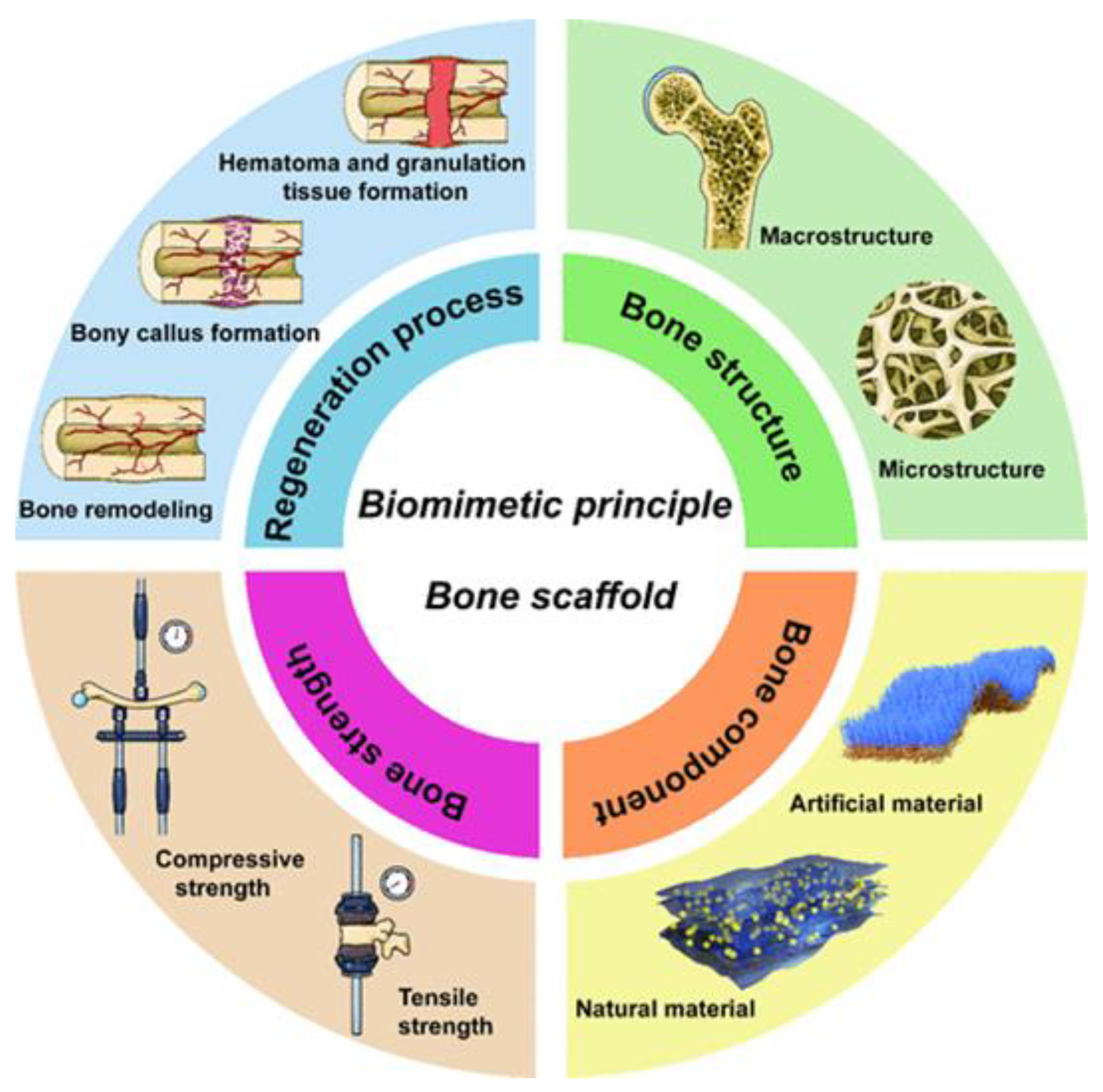 Biomimetics 10 00184 g005