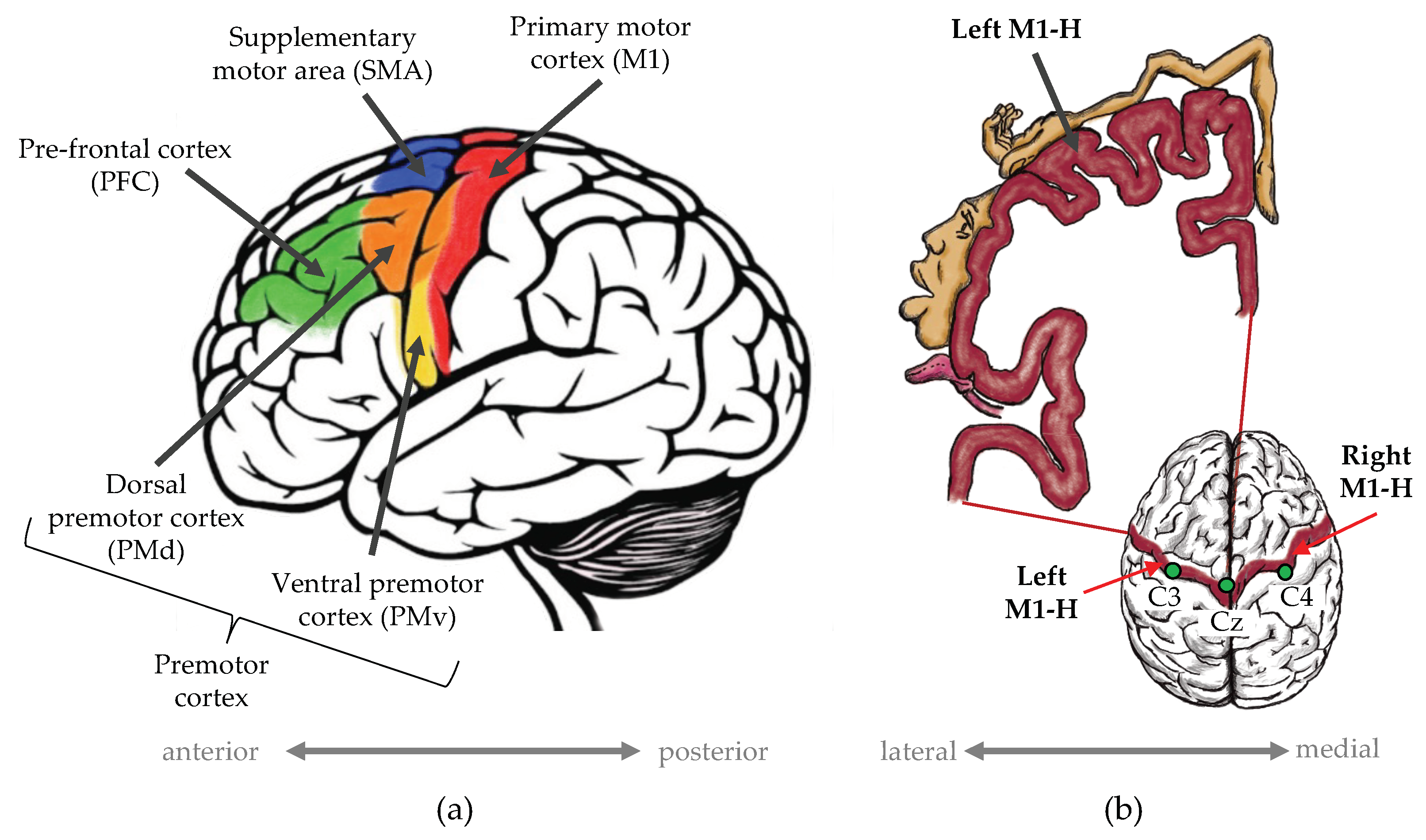 Biomimetics 10 00187 g001