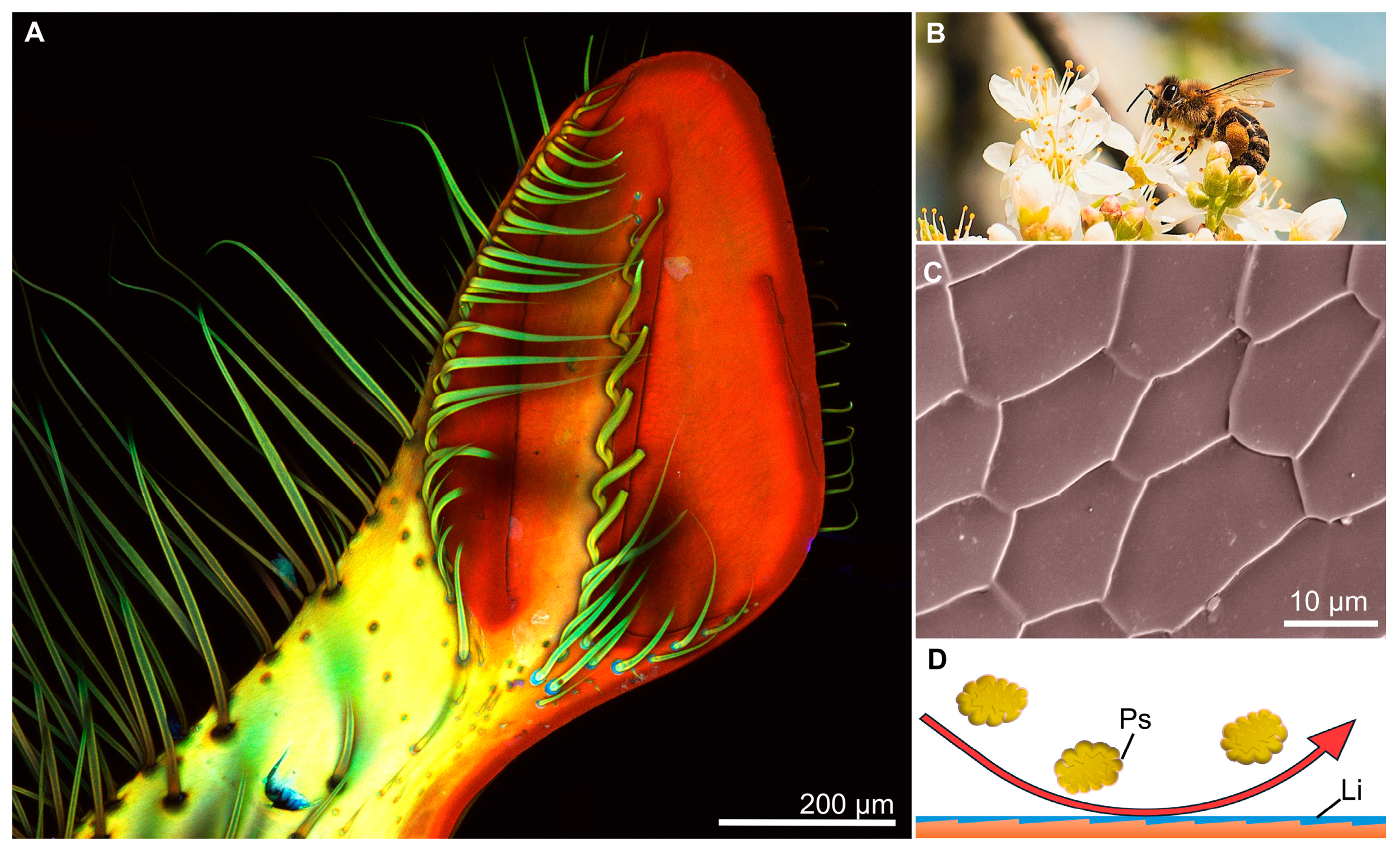 Biomimetics 10 00196 g006 Biomimetics 10 00196 g006