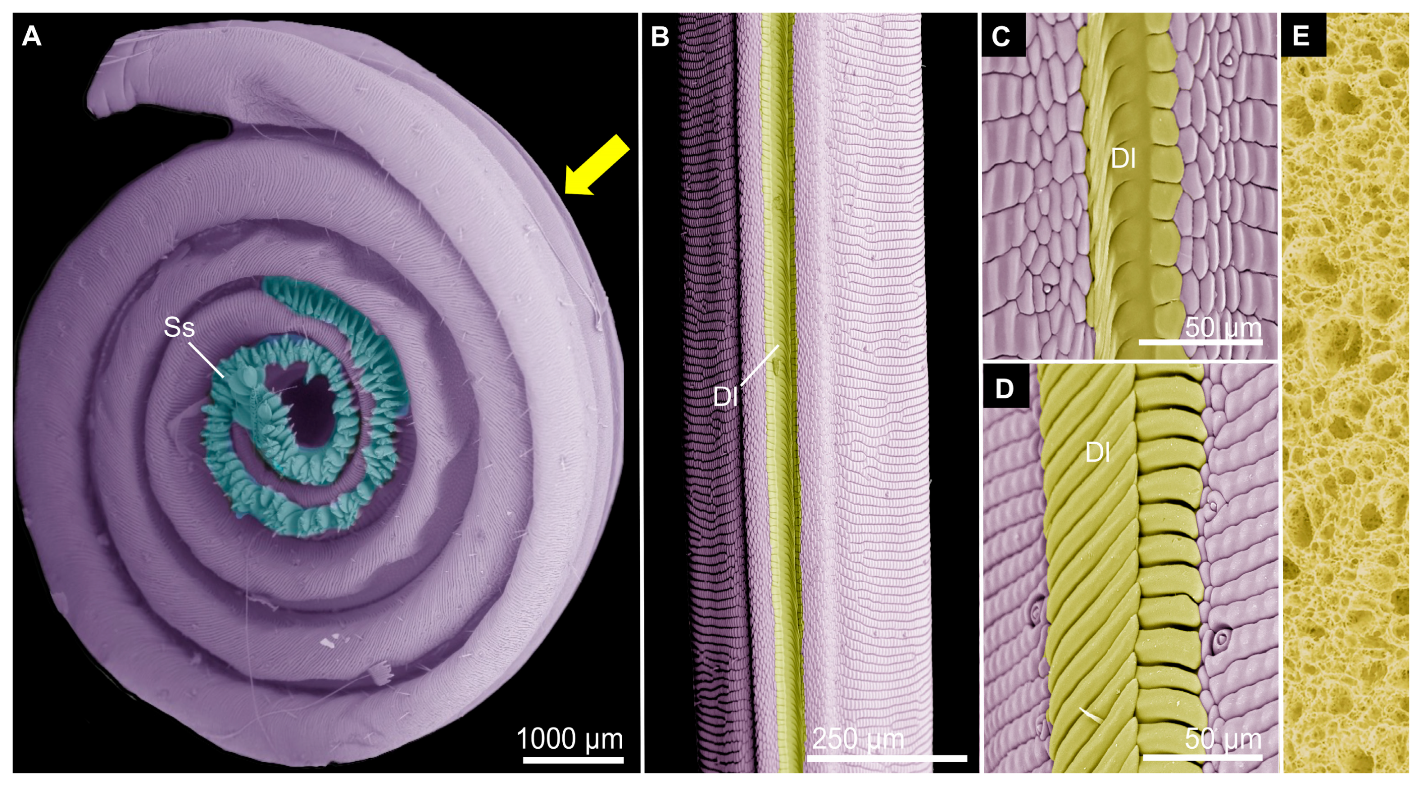 Biomimetics 10 00196 g008 Biomimetics 10 00196 g008