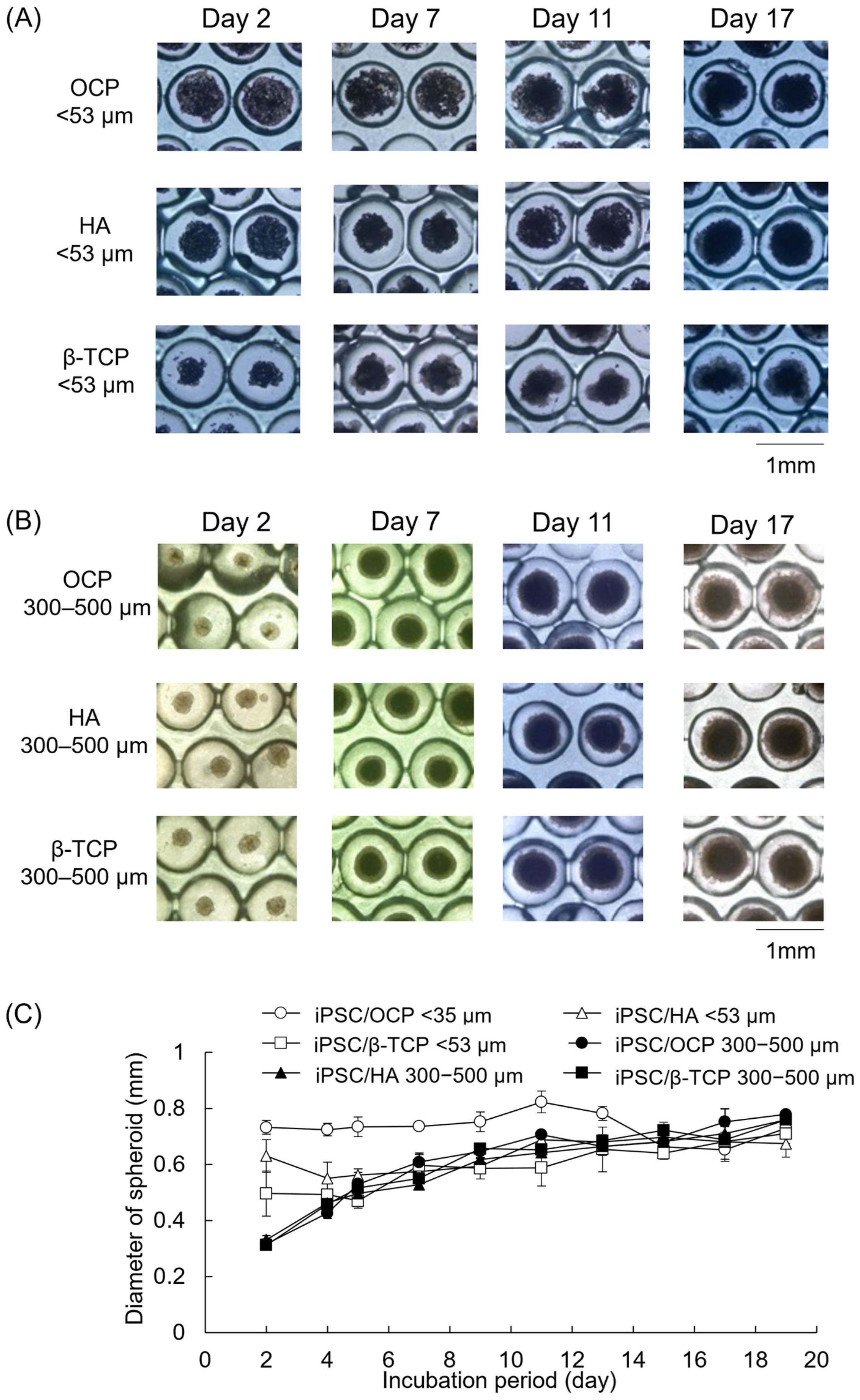 Biomimetics 10 00205 g004