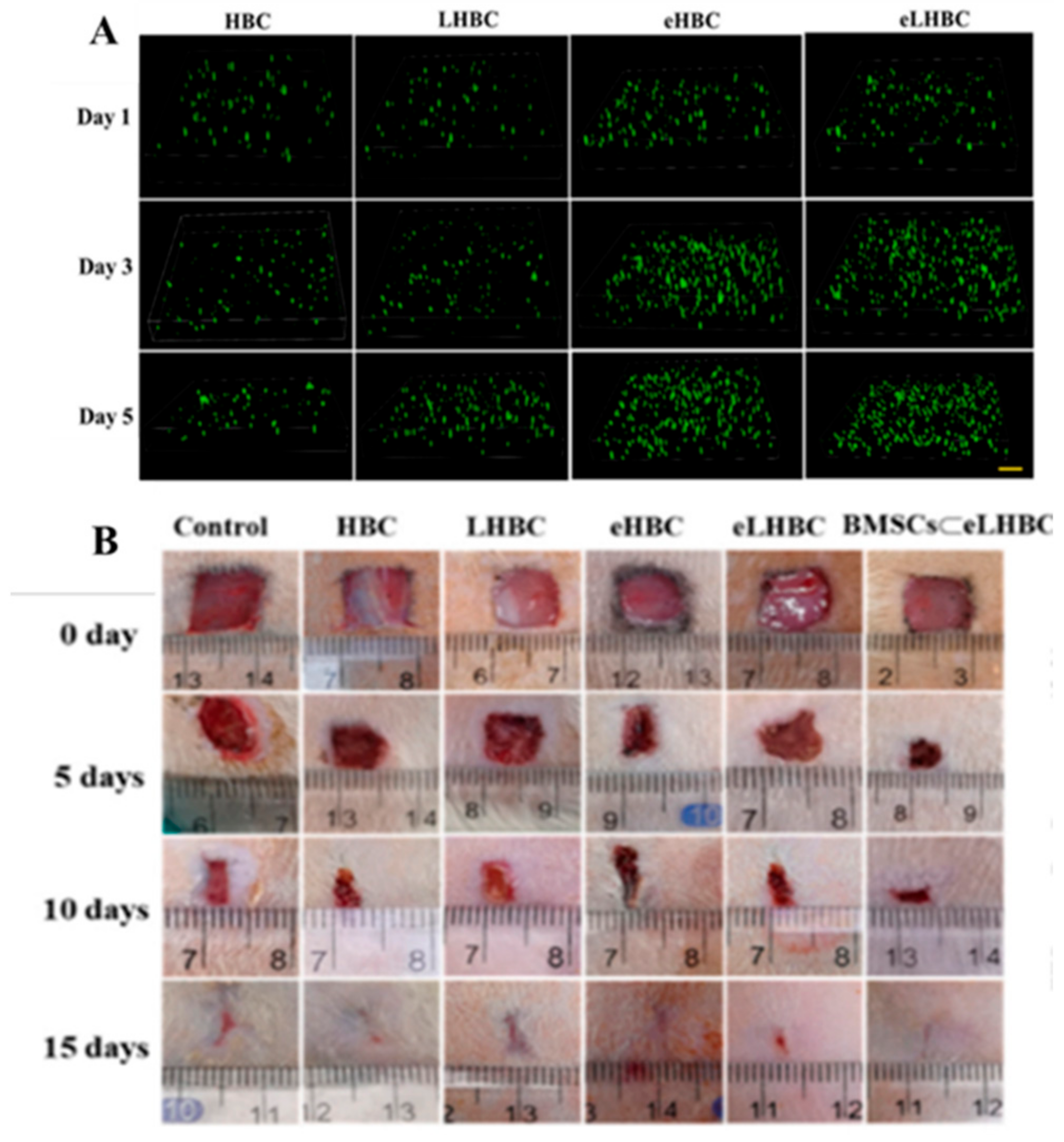 Biomimetics 10 00206 g003