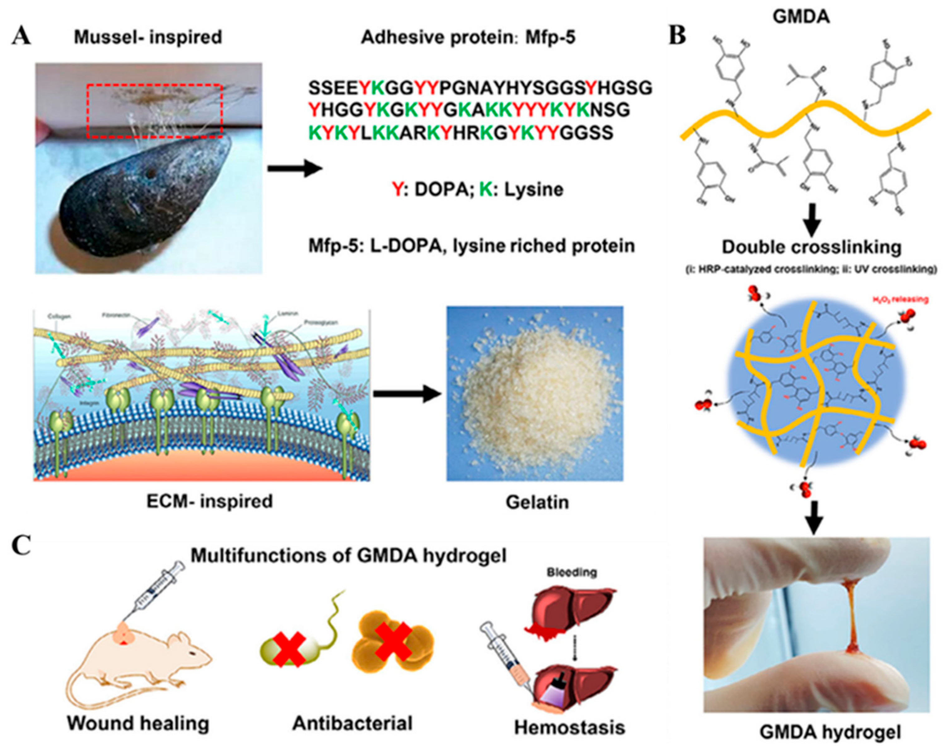 Biomimetics 10 00206 g005