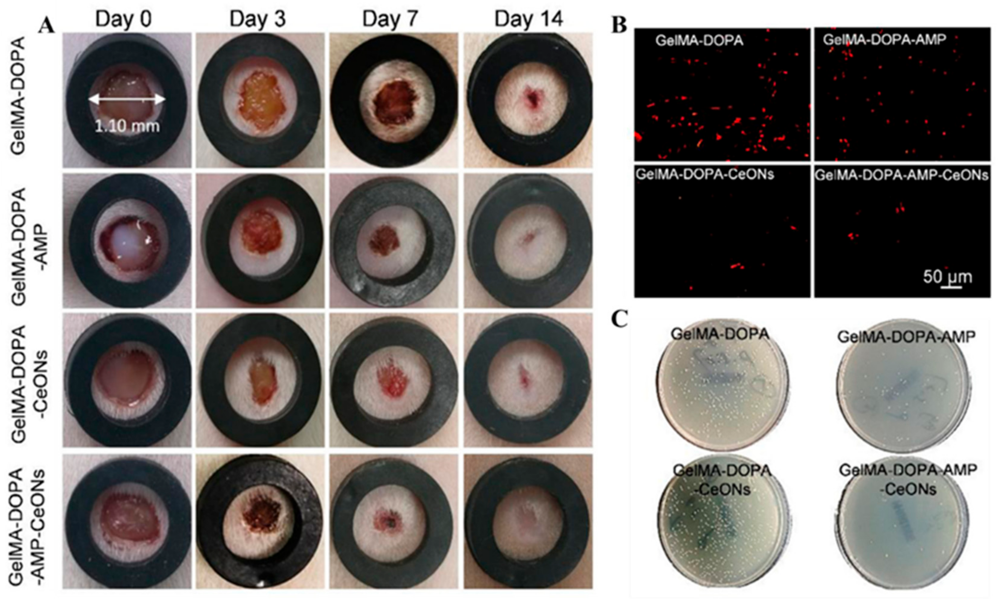 Biomimetics 10 00206 g007