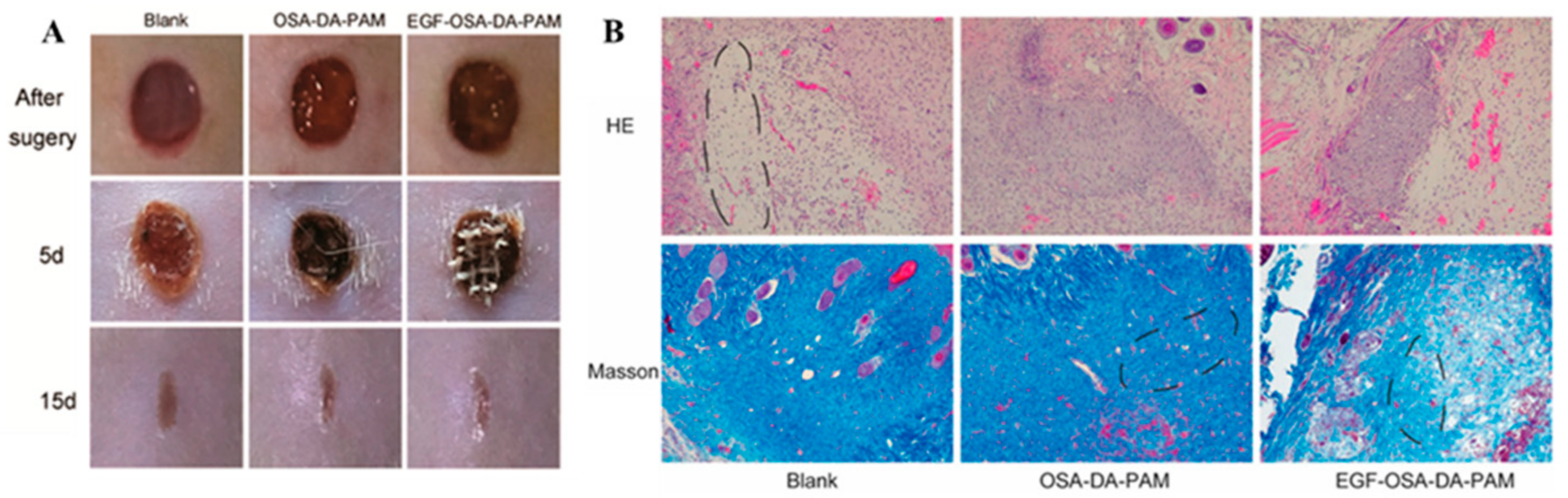 Biomimetics 10 00206 g016