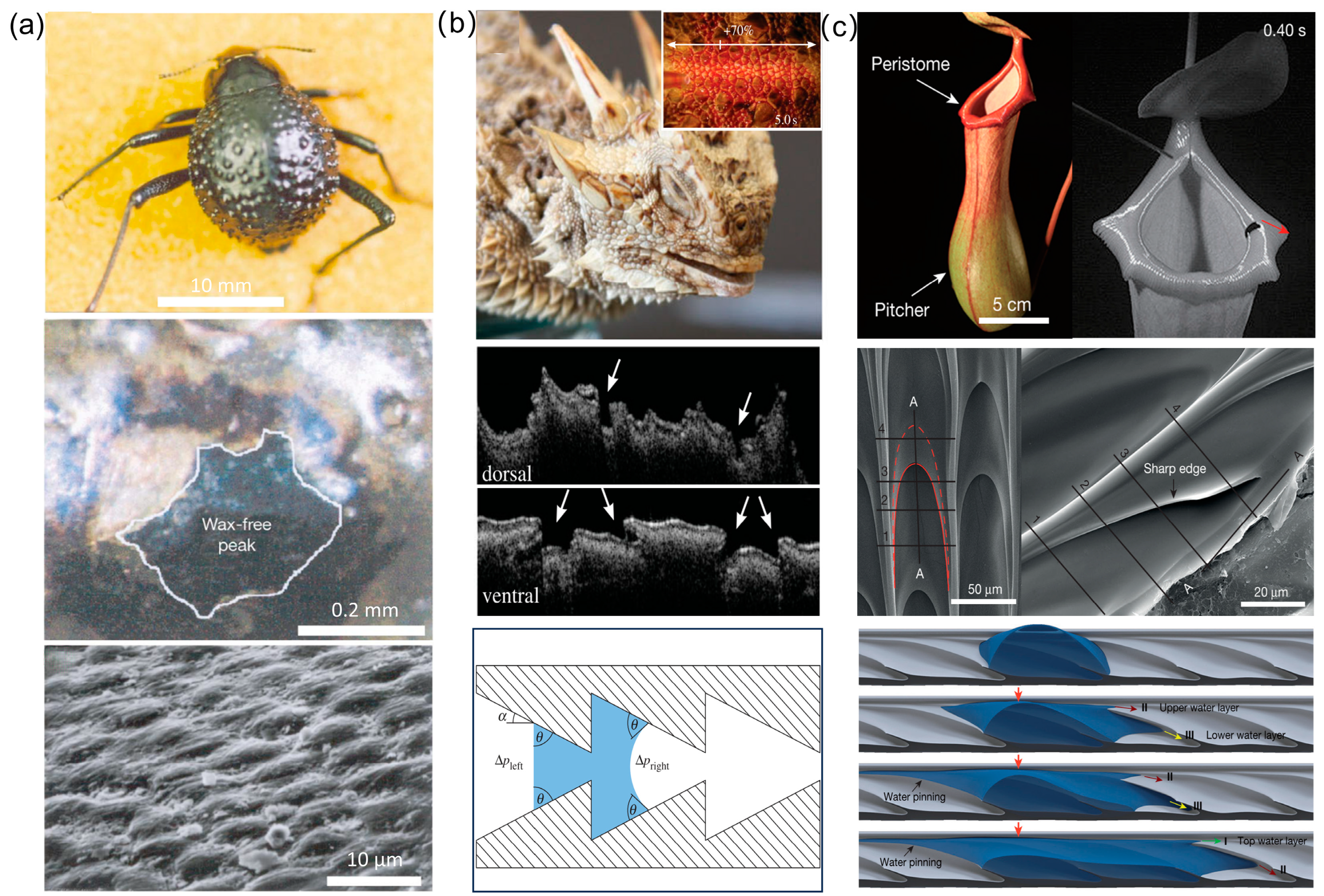 Biomimetics 10 00223 g001