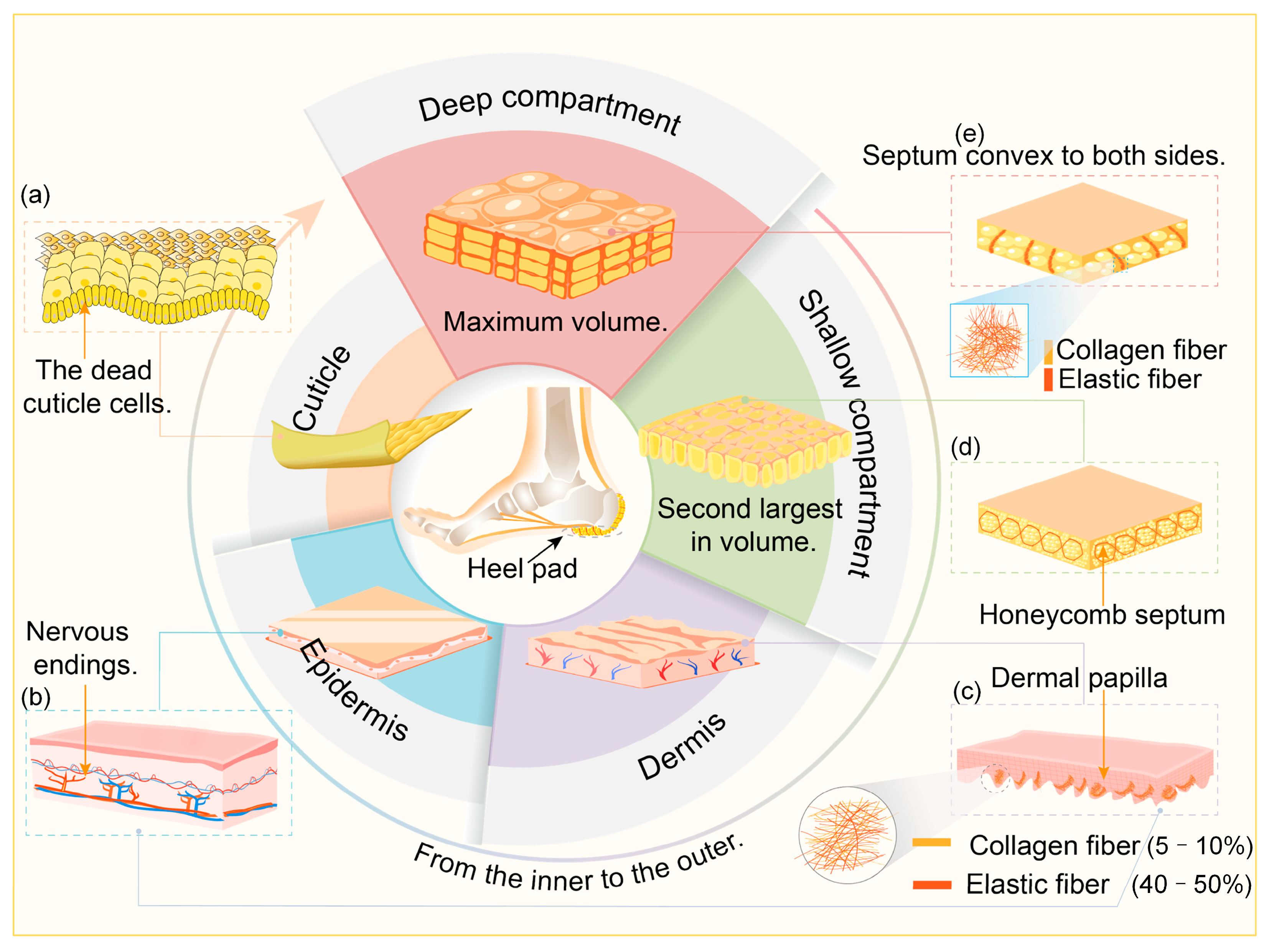 Biomimetics 10 00267 g002