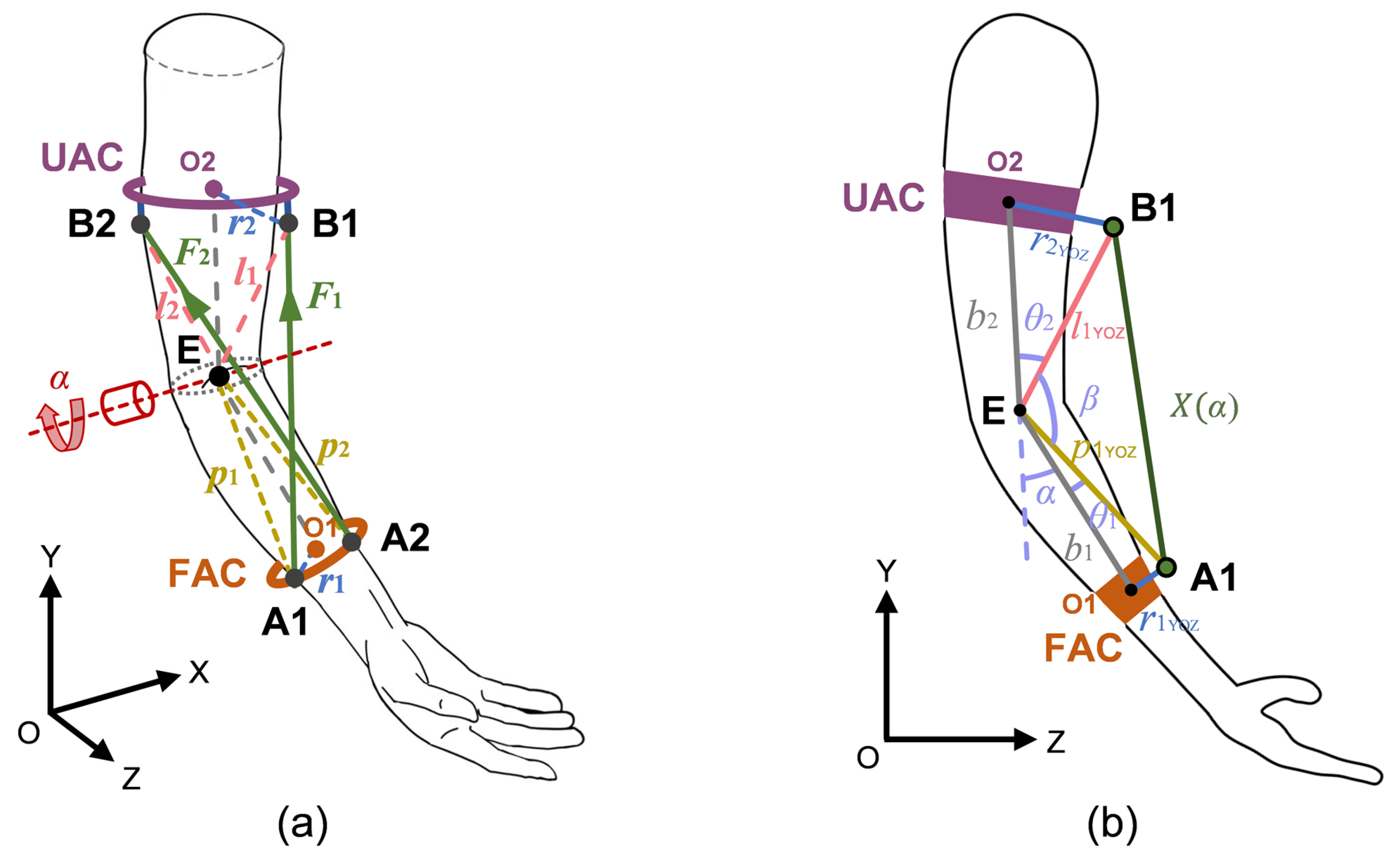 Biomimetics 10 00271 g004