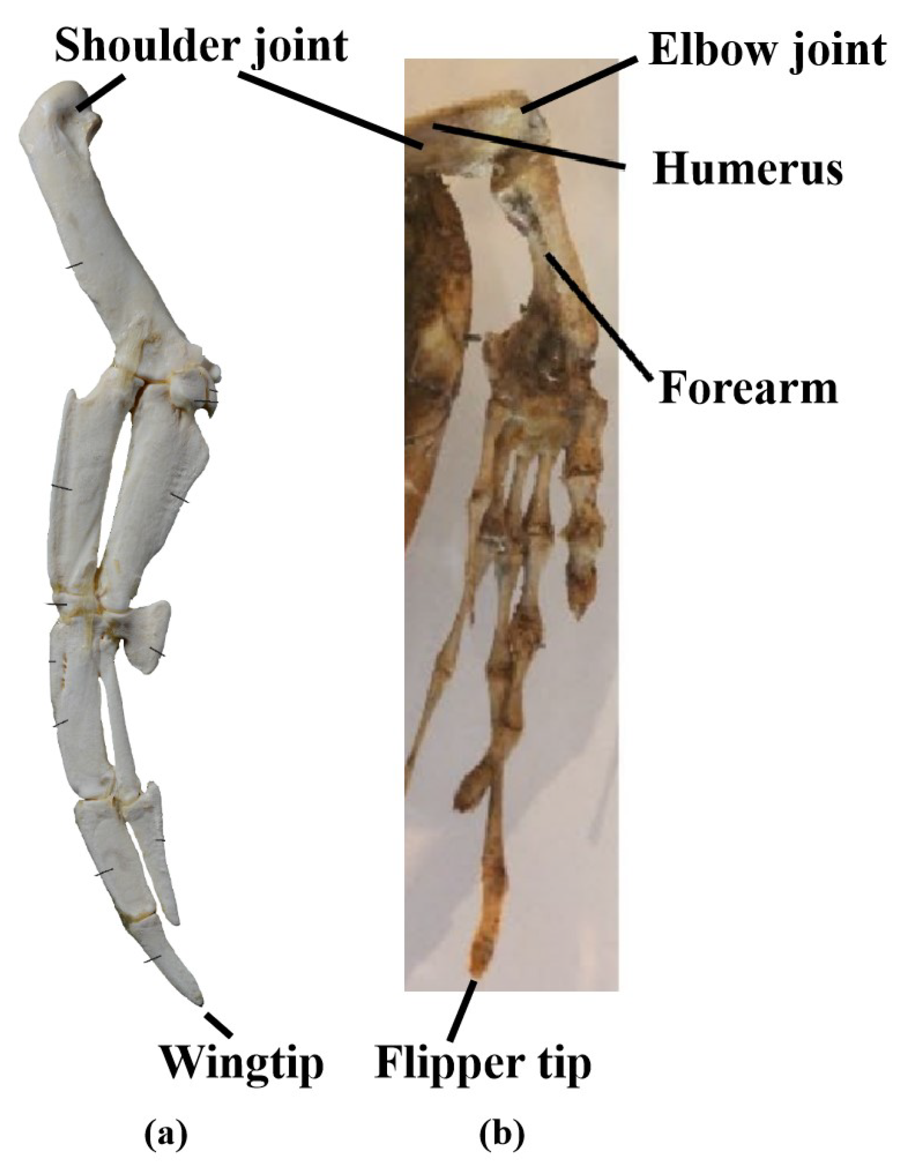 Biomimetics 10 00272 g005
