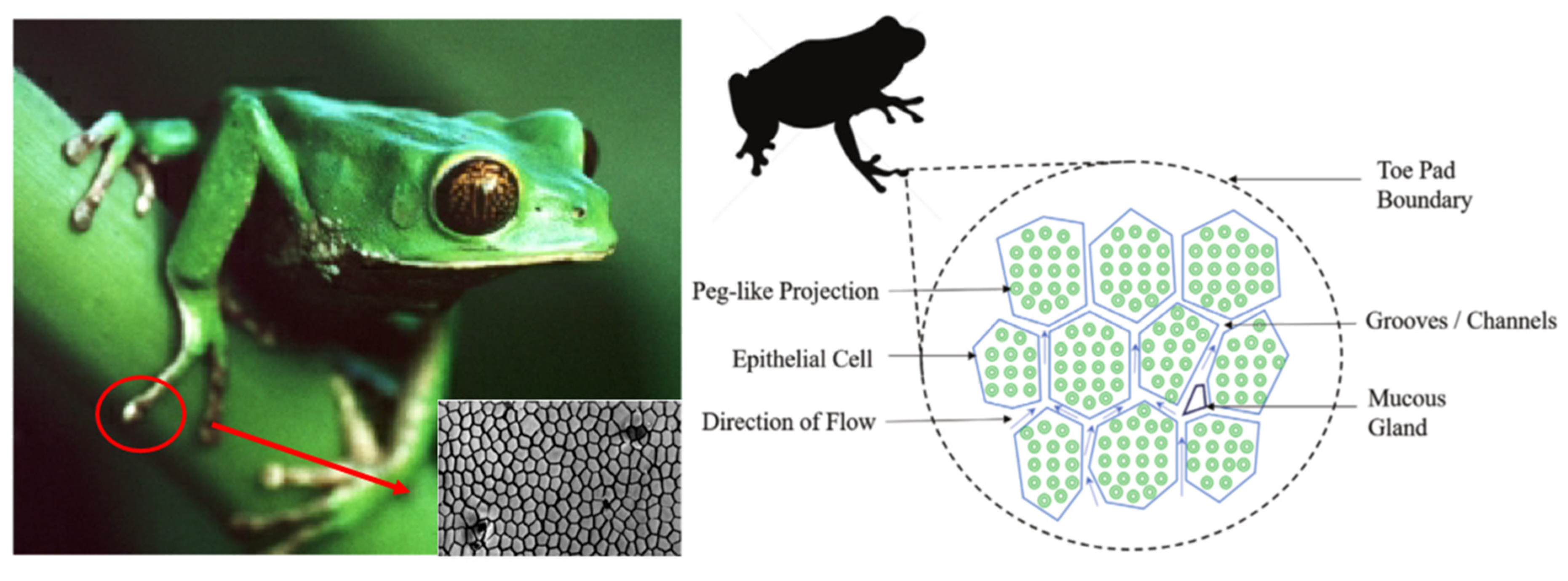 Biomimetics 10 00283 g009