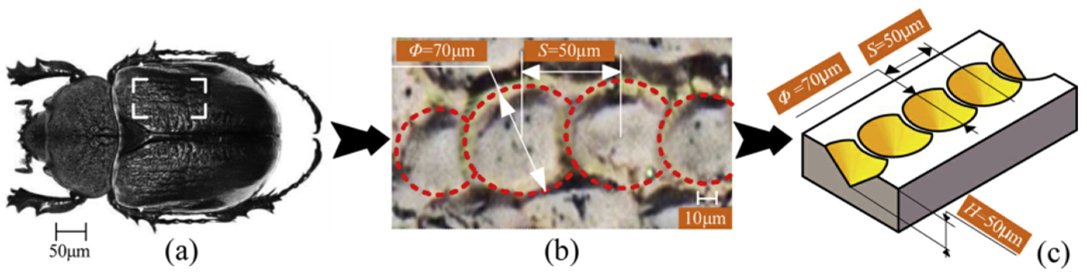 Biomimetics 10 00283 g012