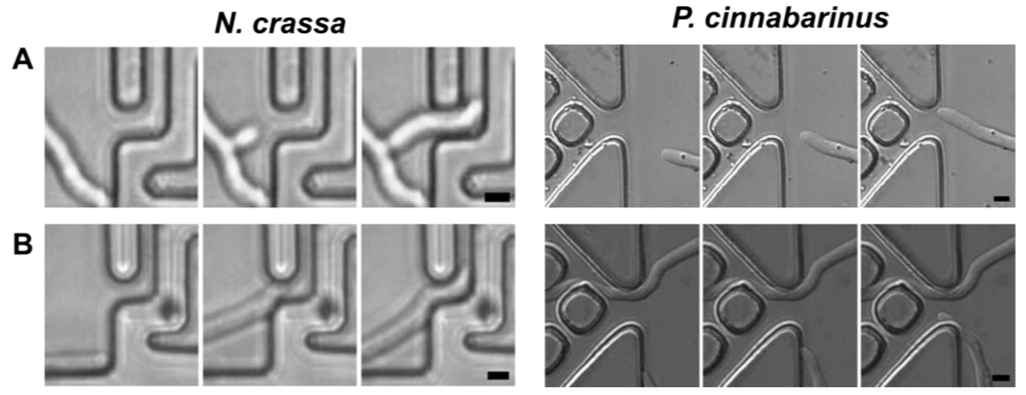 Biomimetics 10 00287 g002