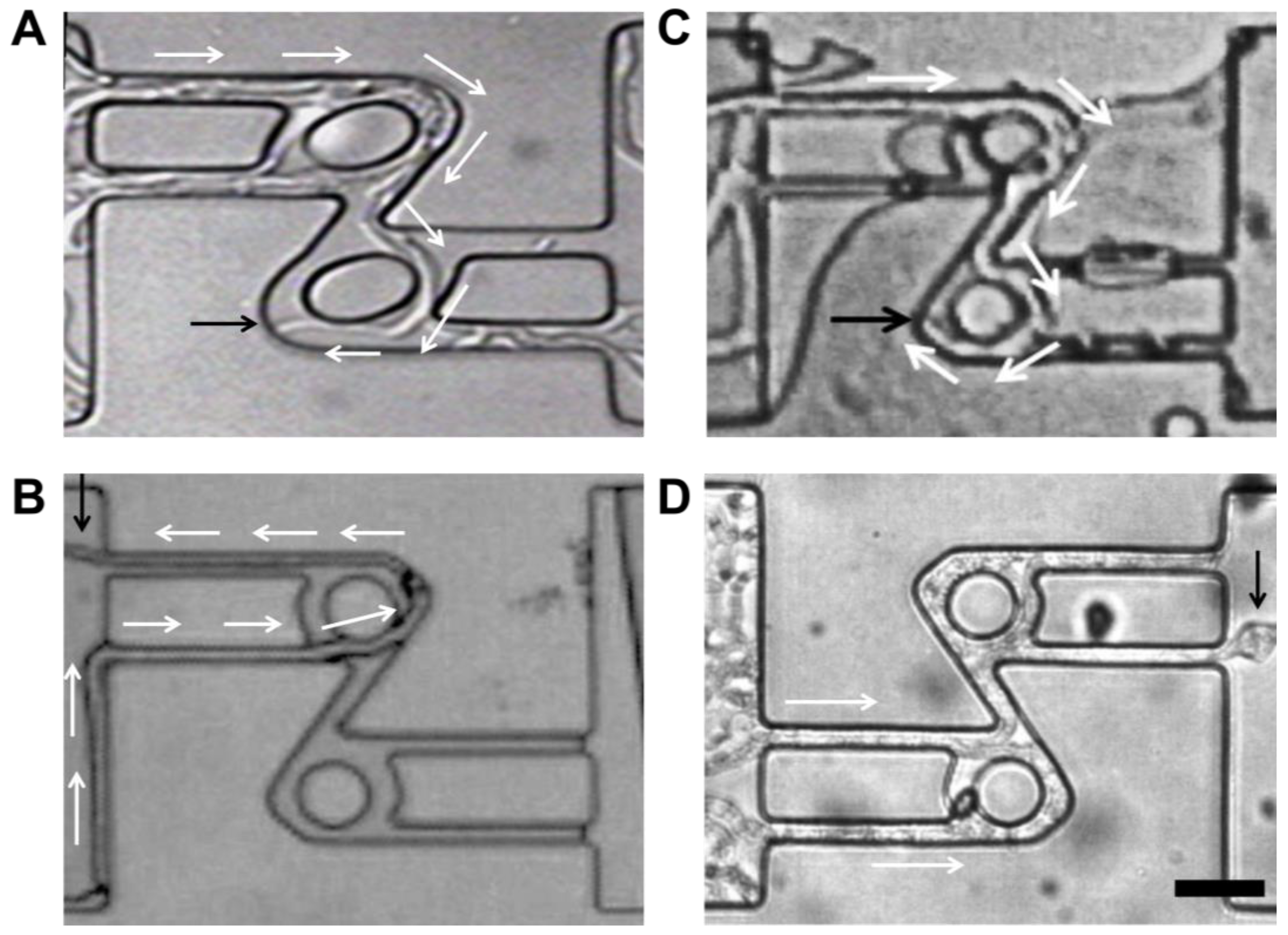 Biomimetics 10 00287 g003