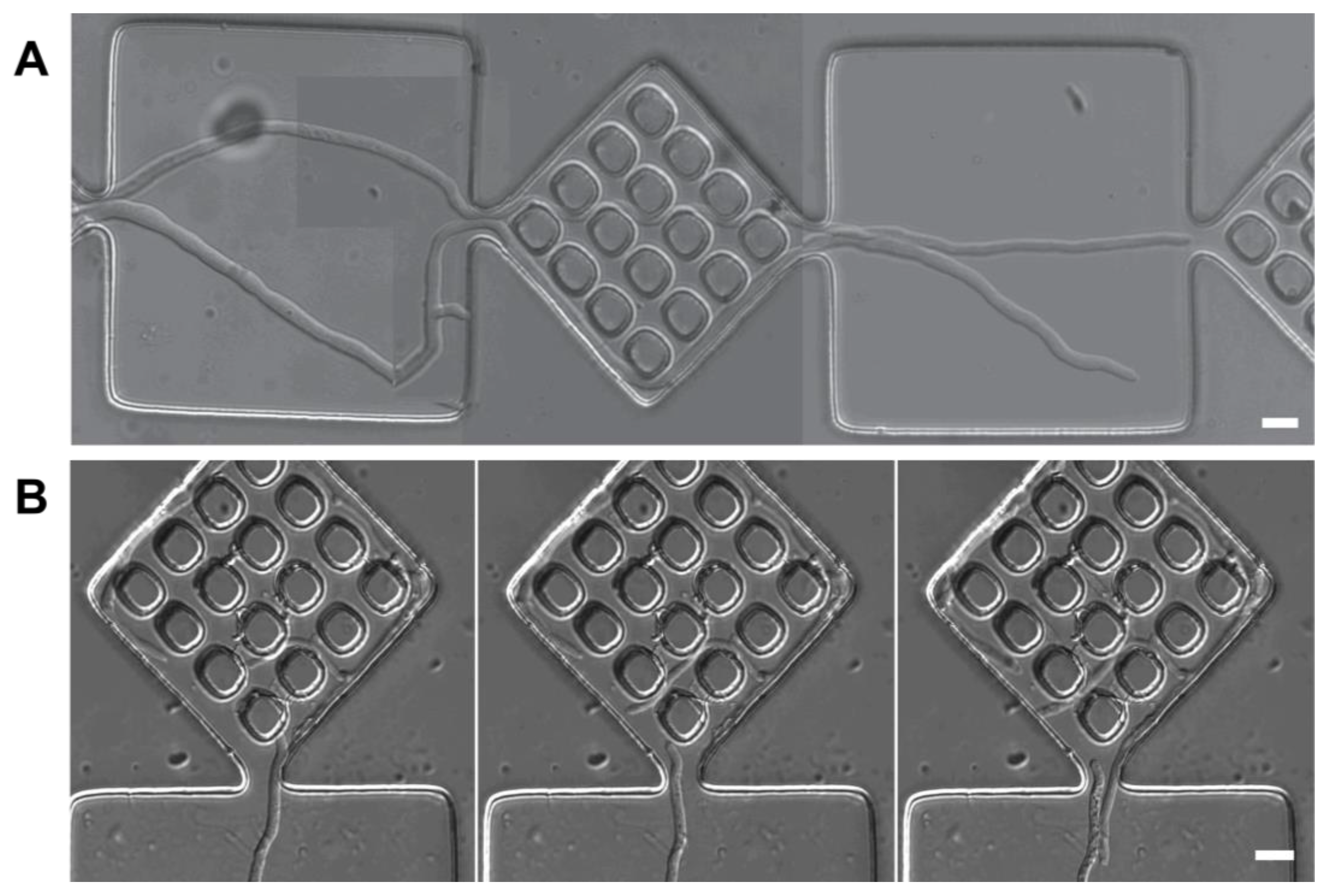 Biomimetics 10 00287 g005