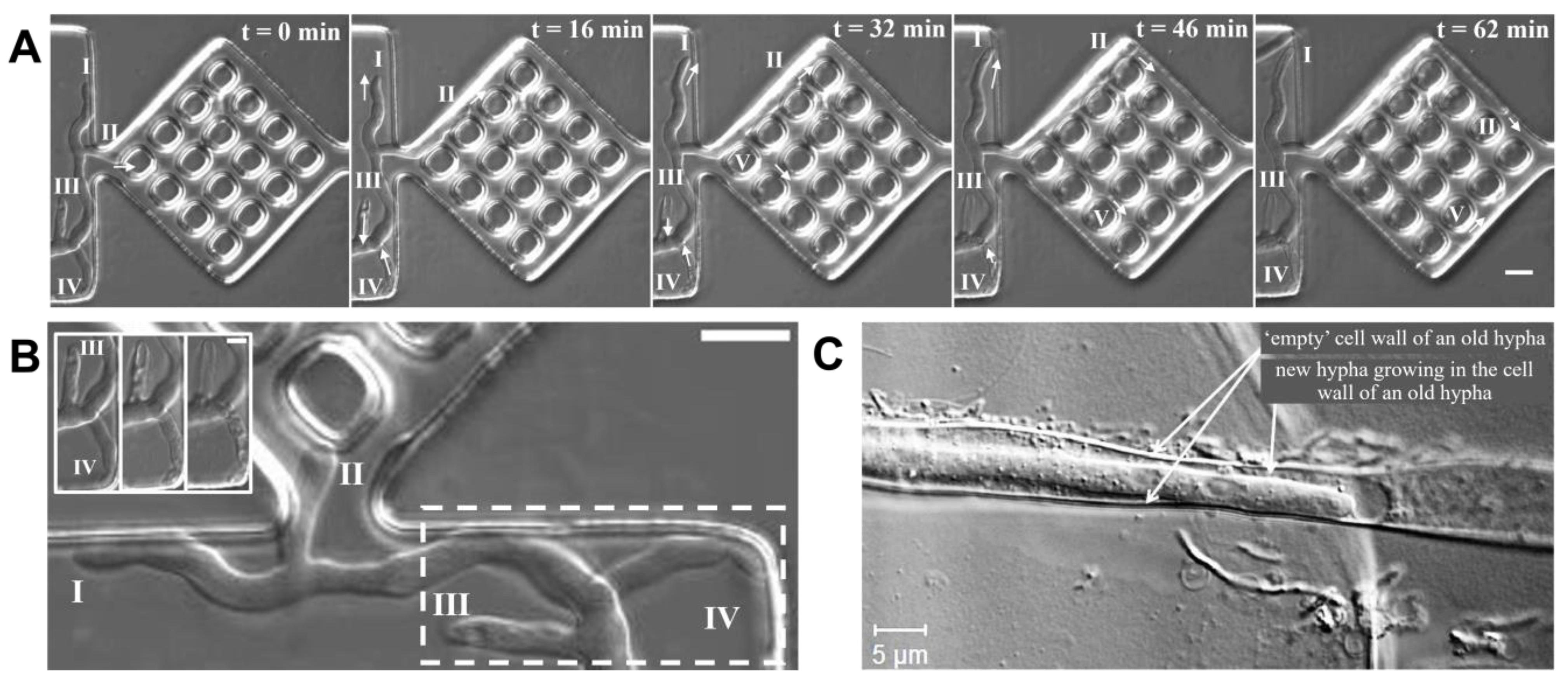 Biomimetics 10 00287 g006