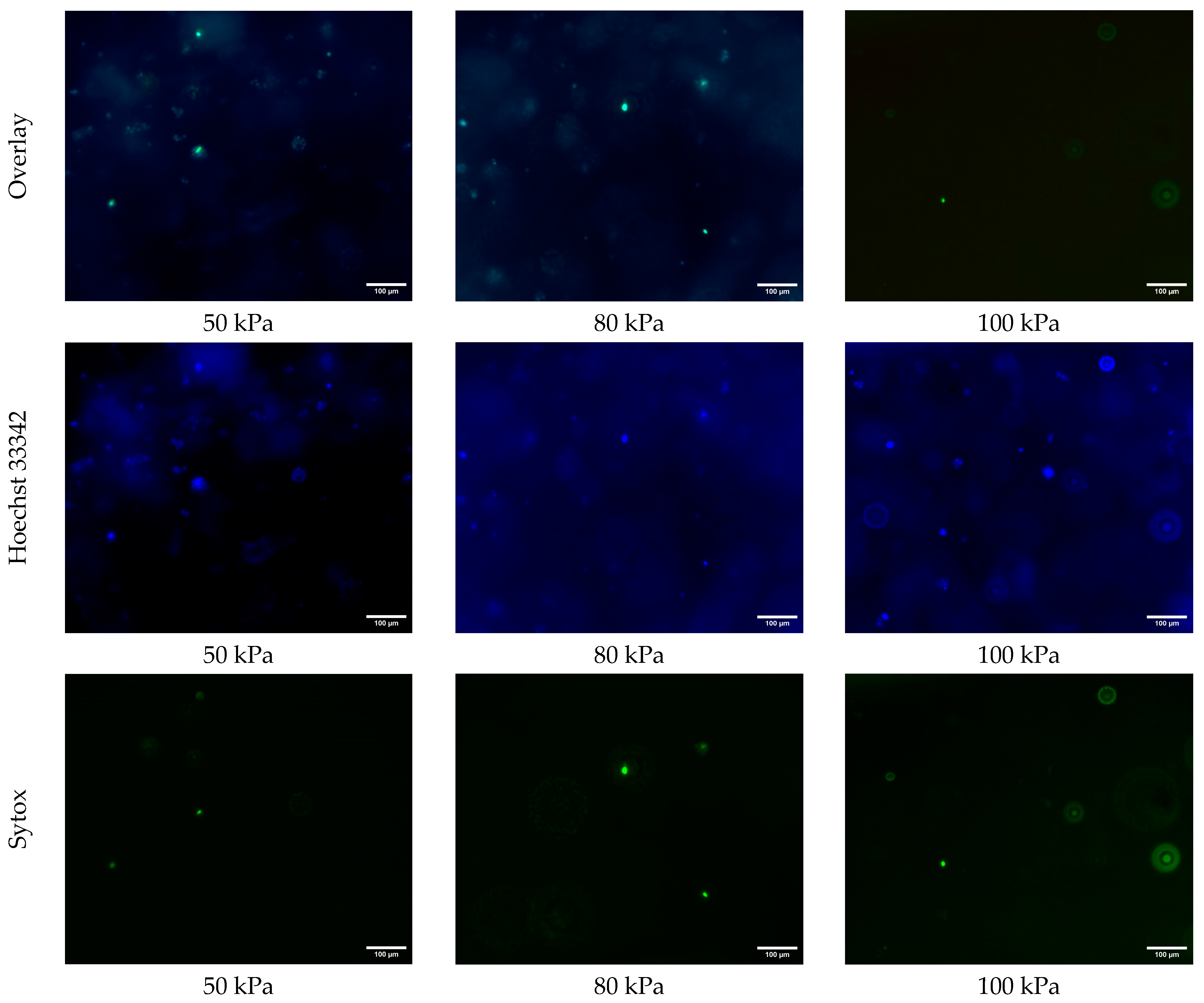 Biomimetics 10 00297 g004