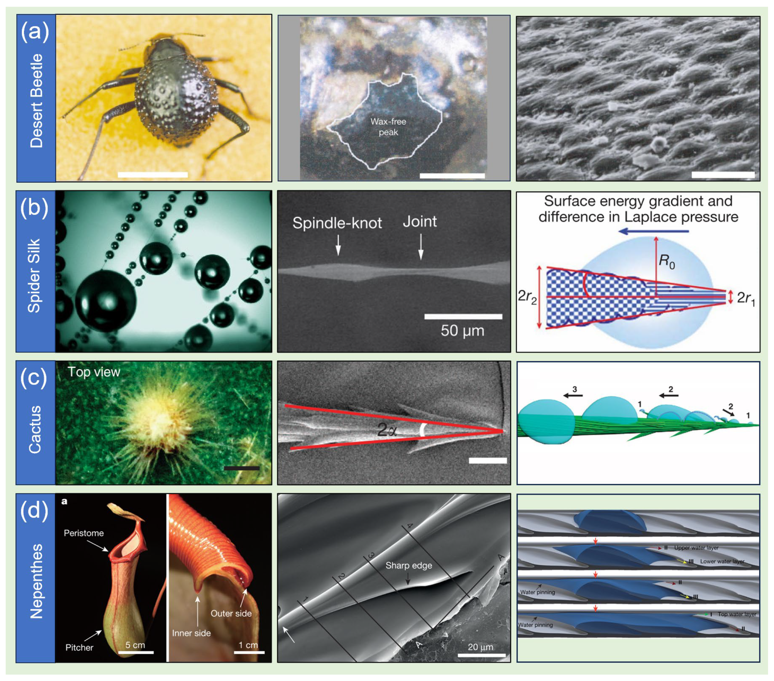 Biomimetics 10 00298 g001