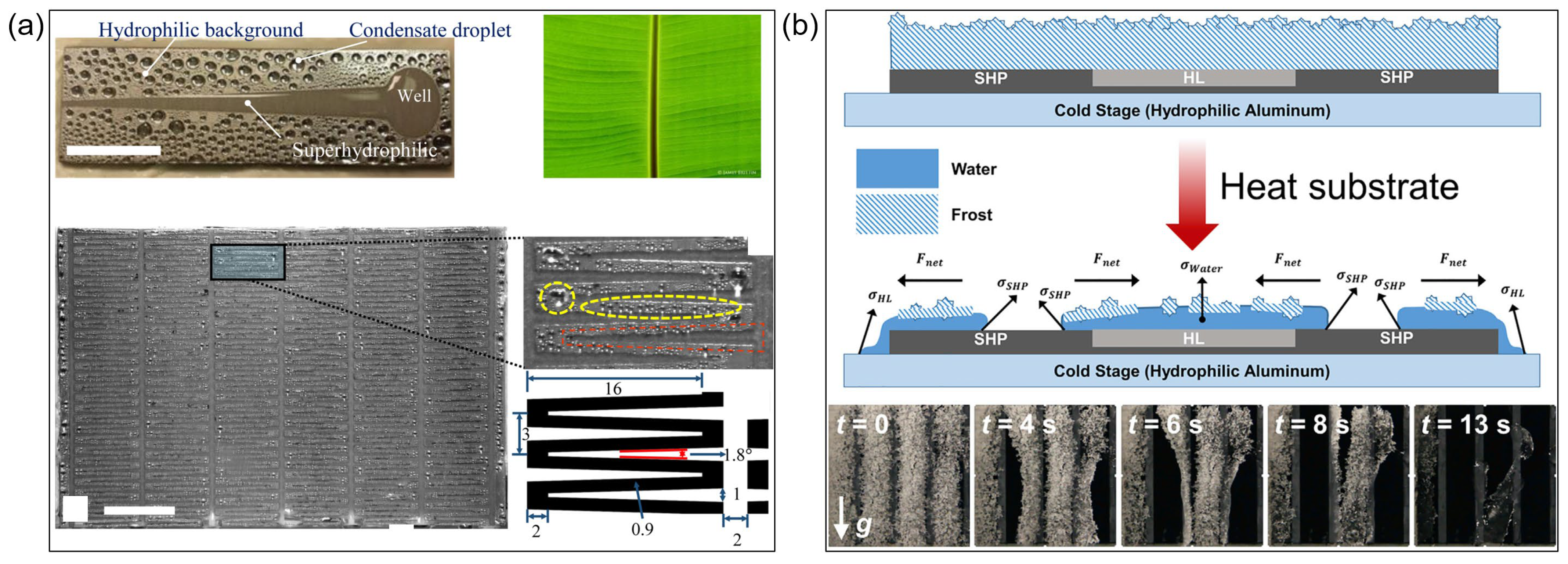Biomimetics 10 00298 g005