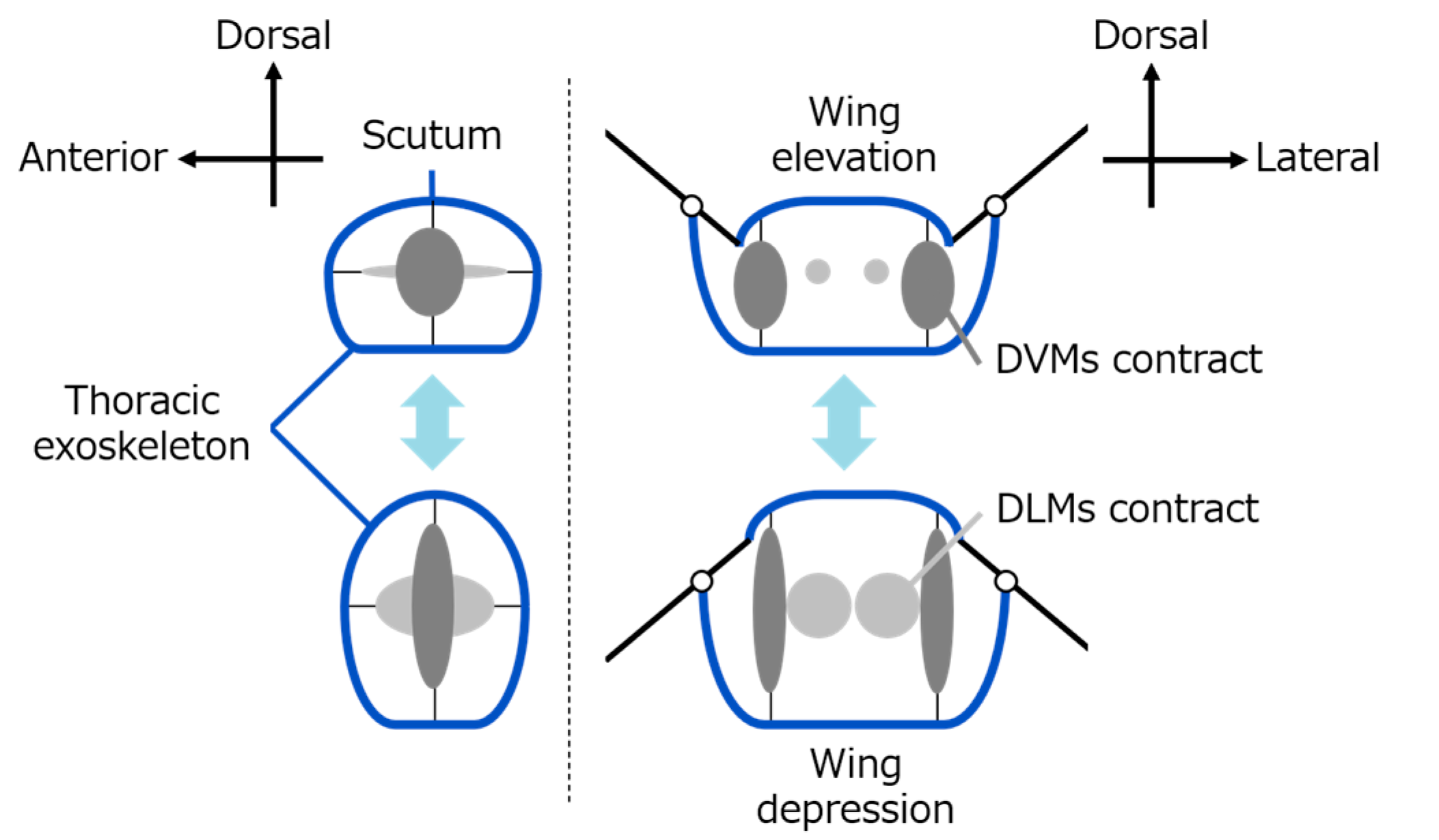 Biomimetics 10 00300 g001