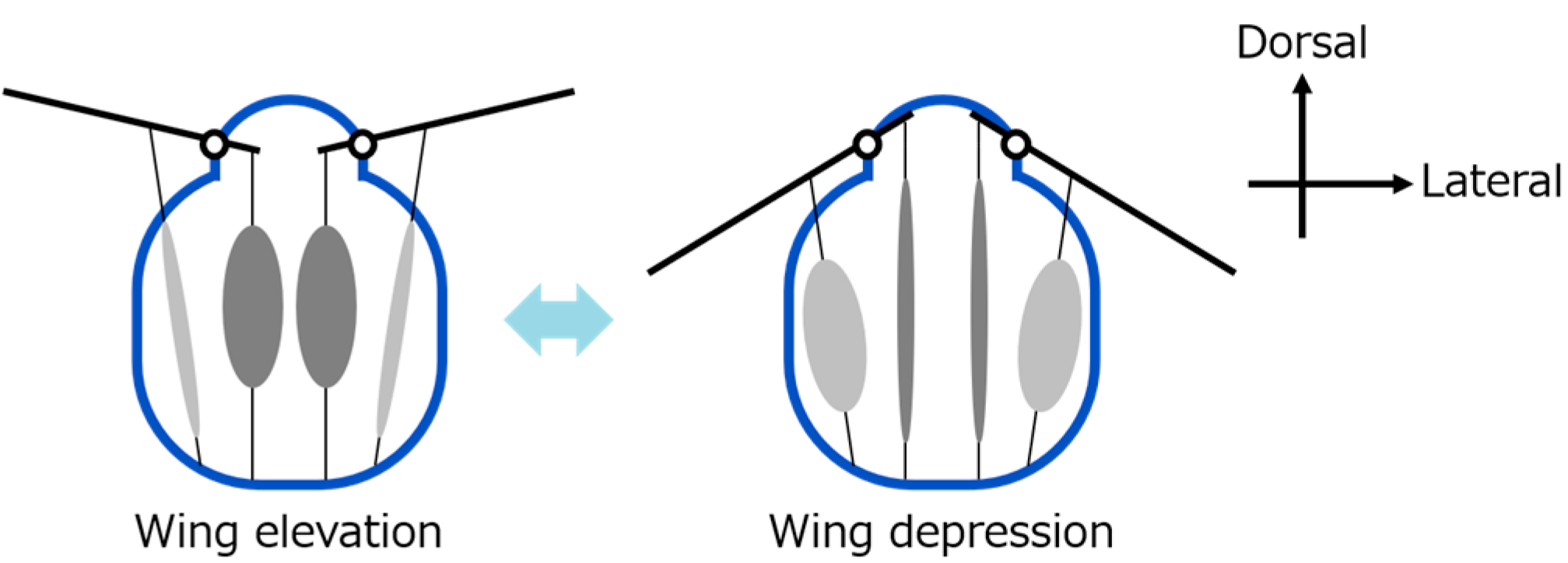 Biomimetics 10 00300 g002