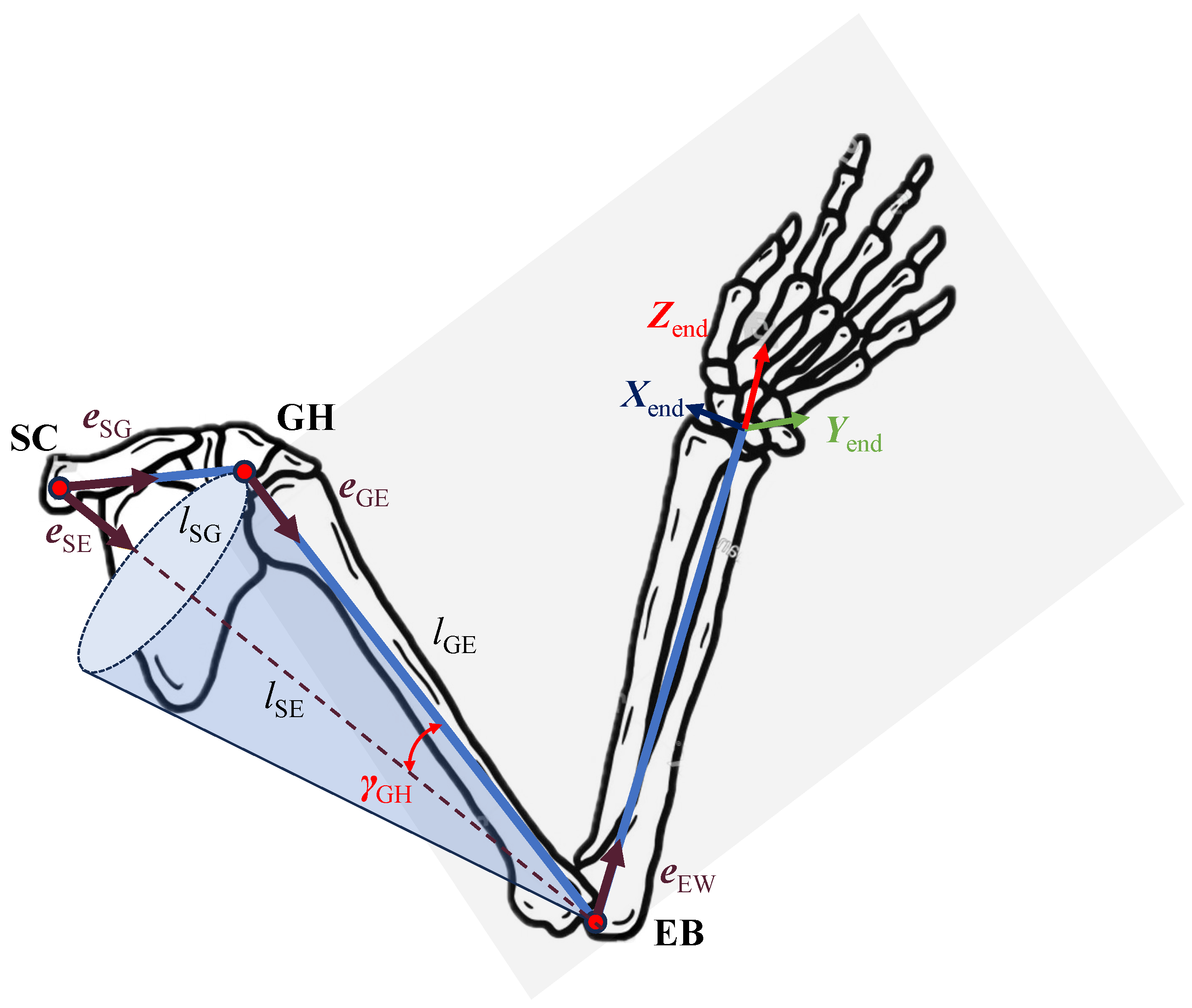 Biomimetics 10 00312 g003