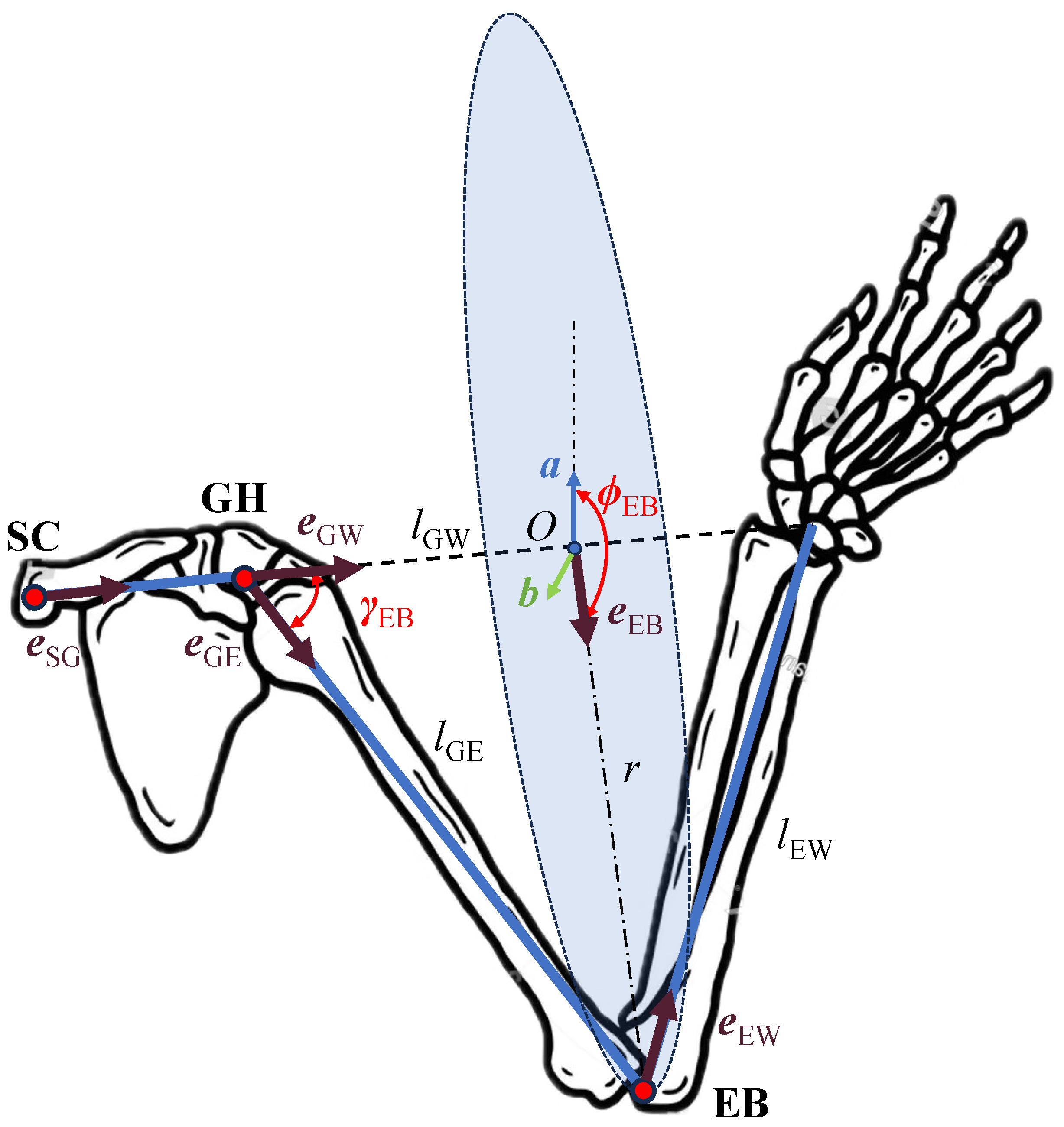 Biomimetics 10 00312 g005