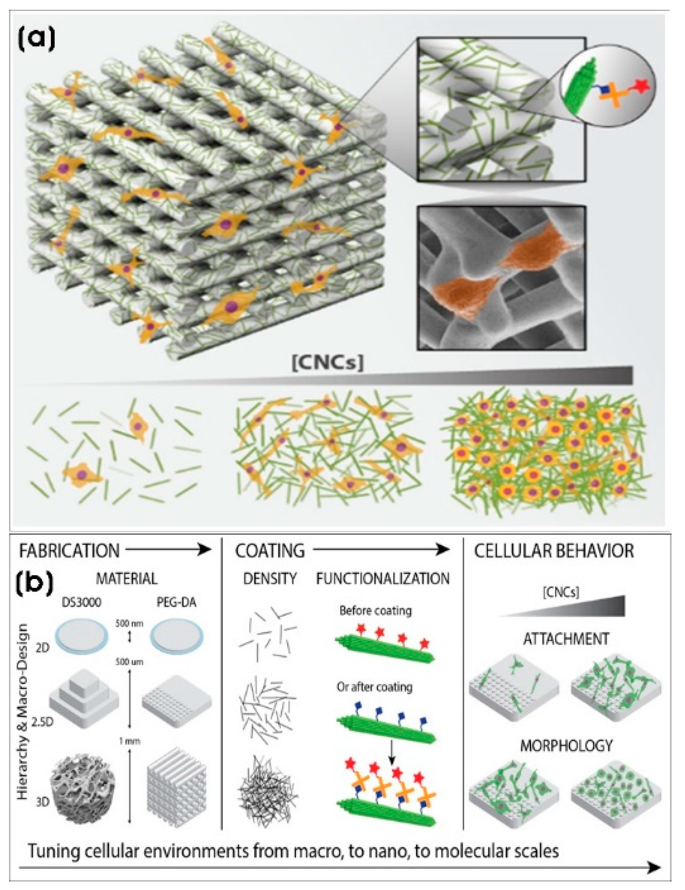 Biomimetics 10 00317 g004 Biomimetics 10 00317 g004