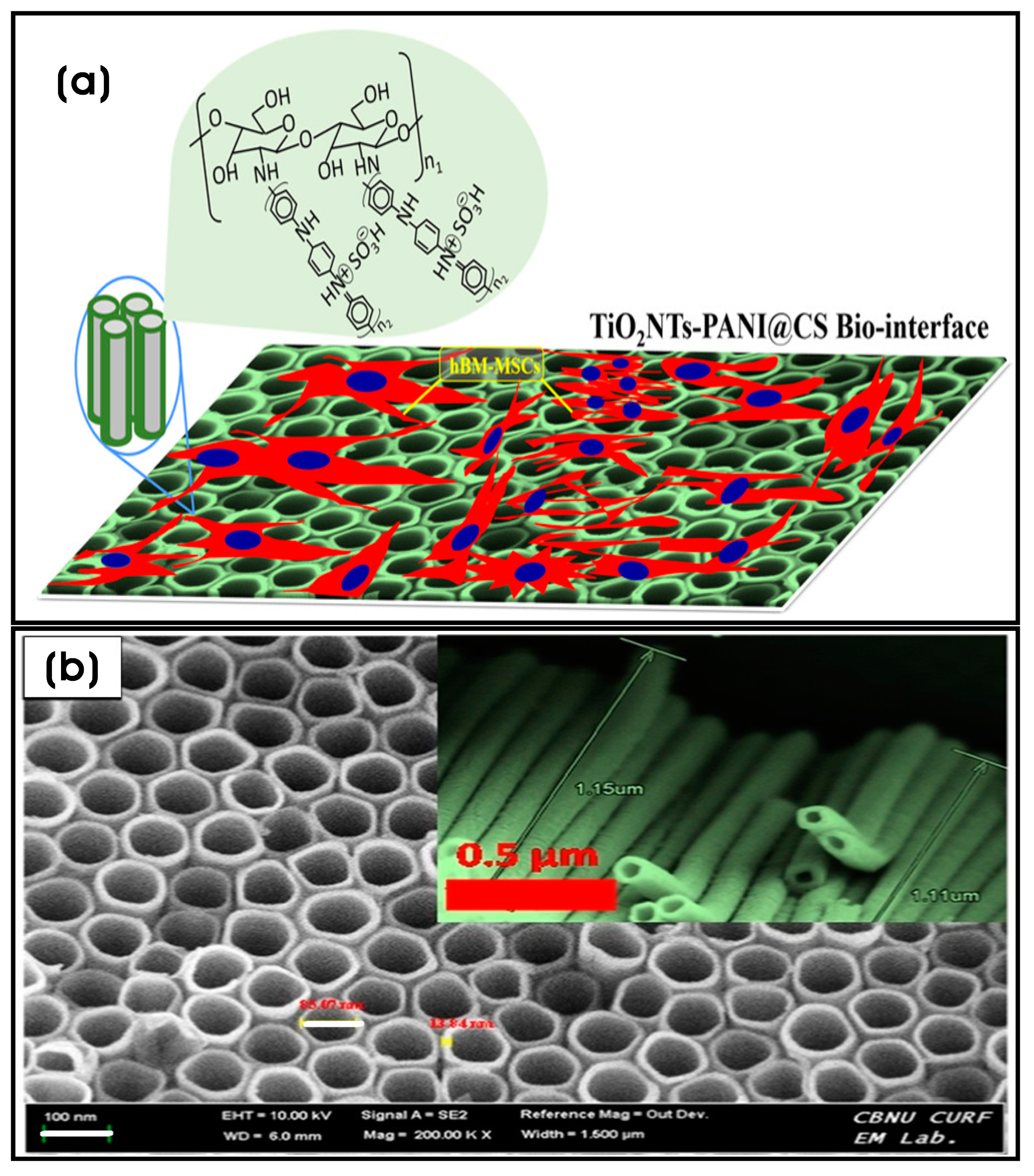 Biomimetics 10 00317 g006 Biomimetics 10 00317 g006