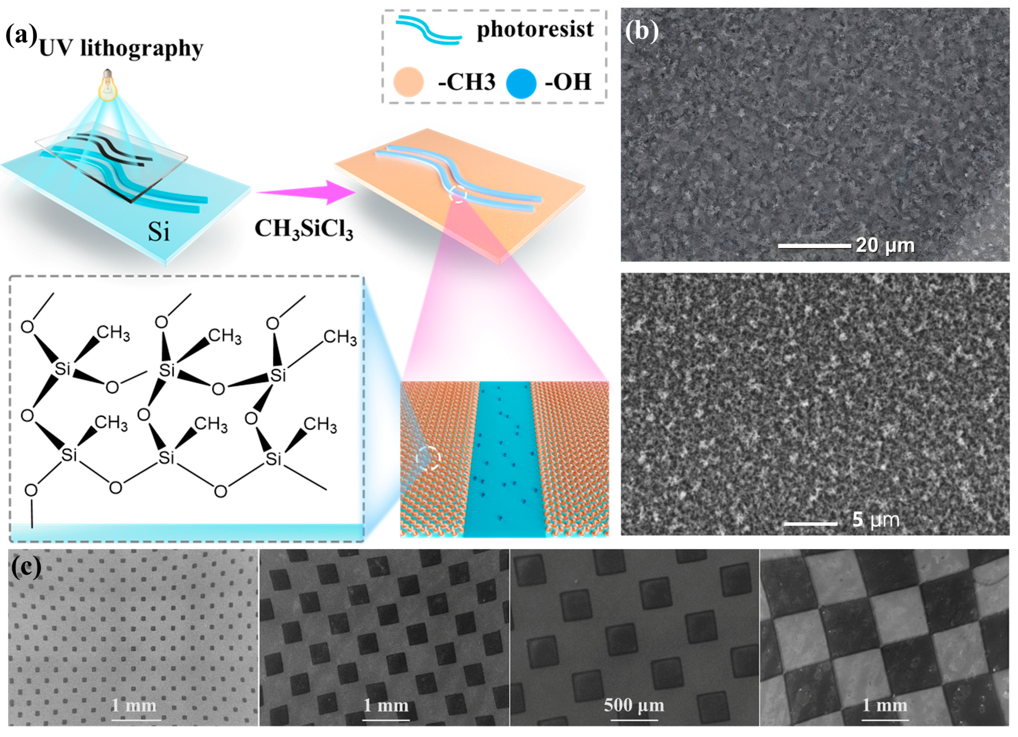 Biomimetics 10 00319 g001