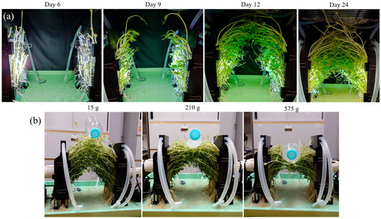 Plant Bridge: Connecting Separated Objects Using Plant Growth