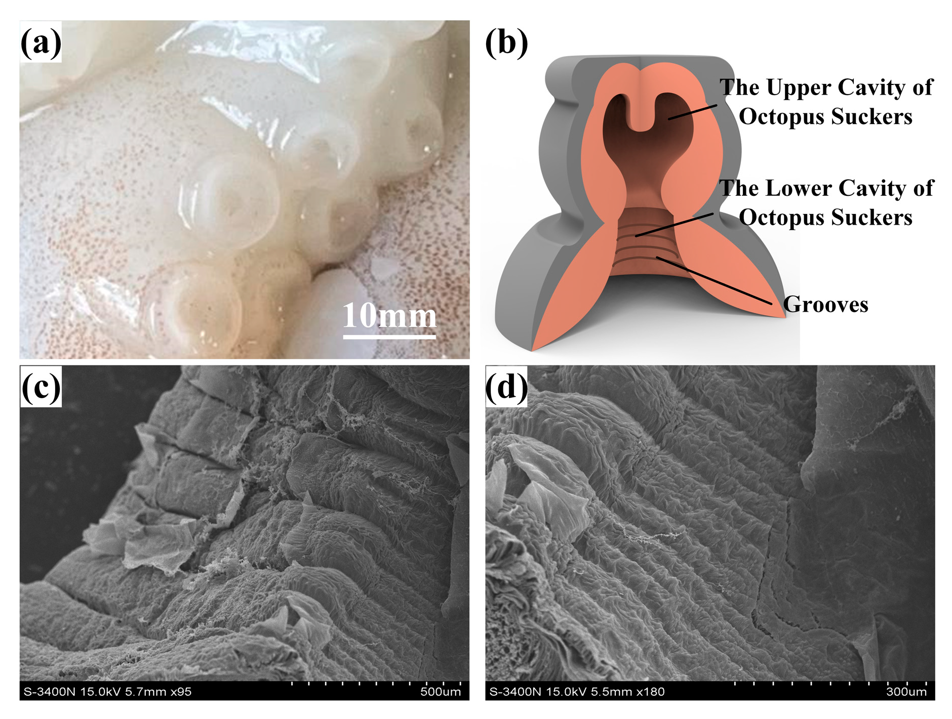 Biomimetics 10 00322 g001