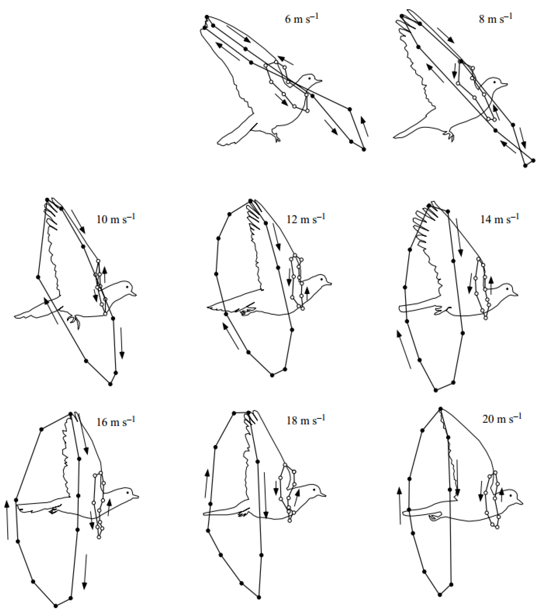 Biomimetics 10 00328 g003