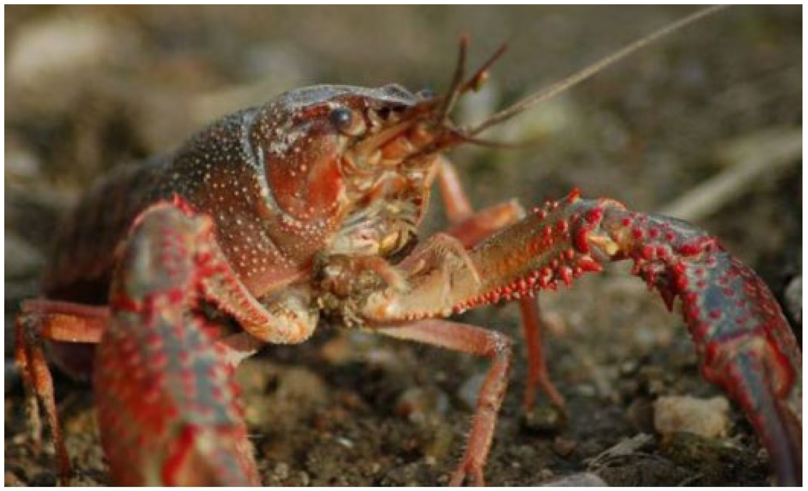 Biomimetics 10 00343 g001