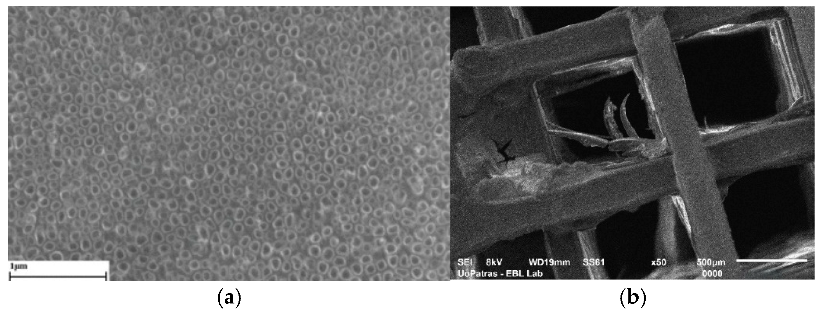 Biomimetics 10 00370 g003