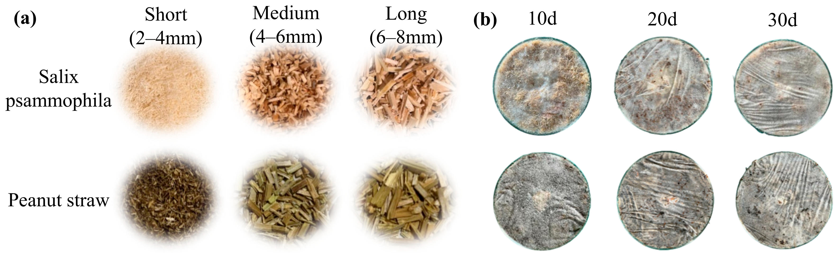 Biomimetics 10 00371 g001