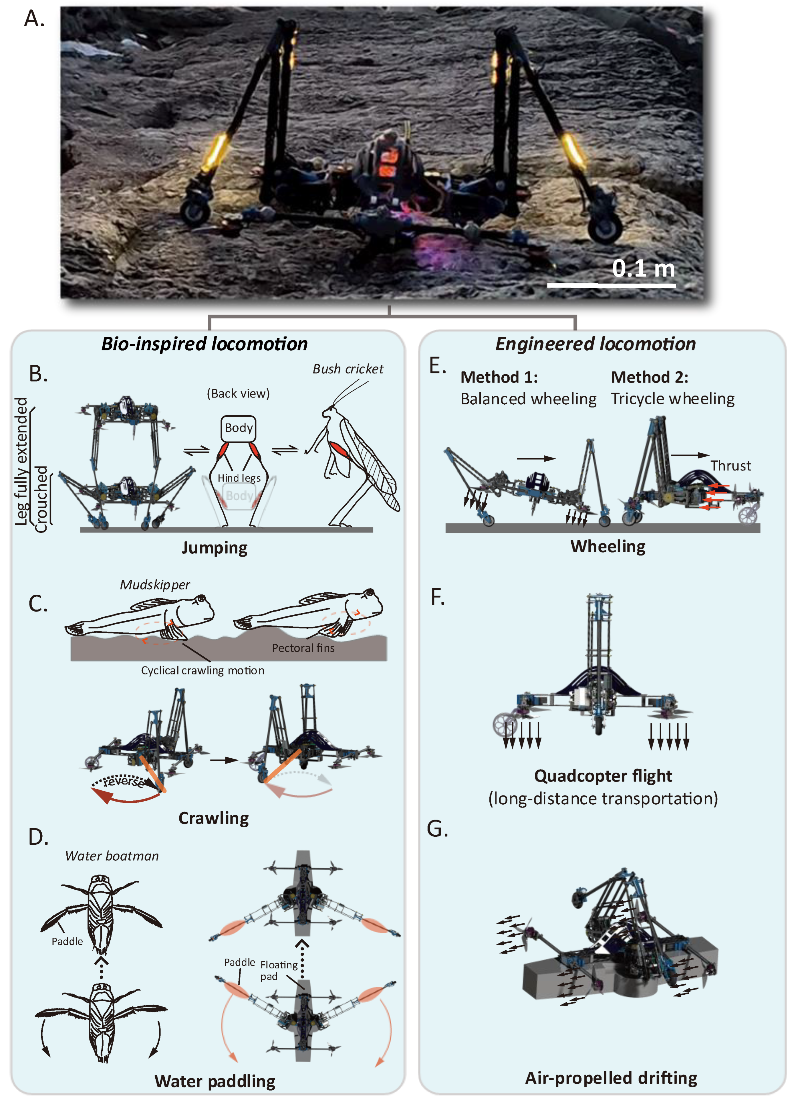 Biomimetics 10 00374 g002