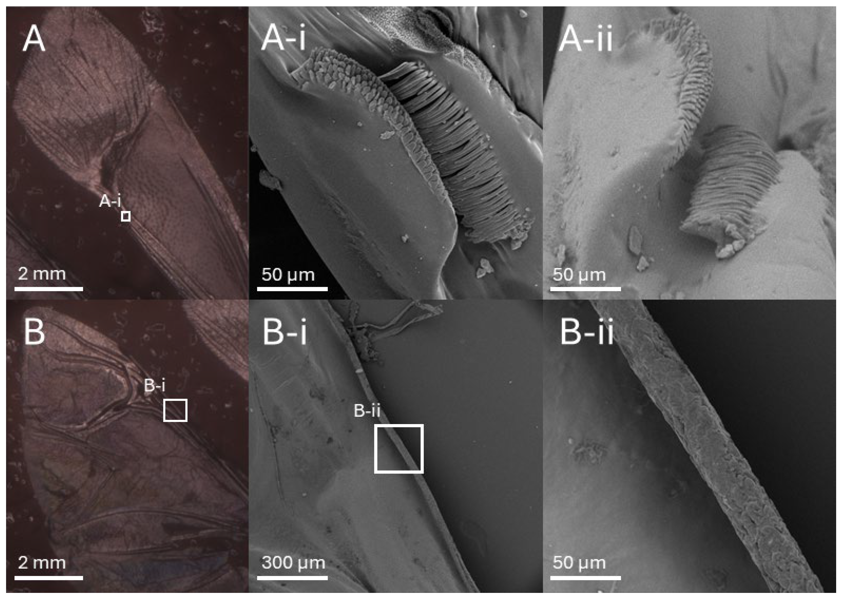Biomimetics 10 00400 g002