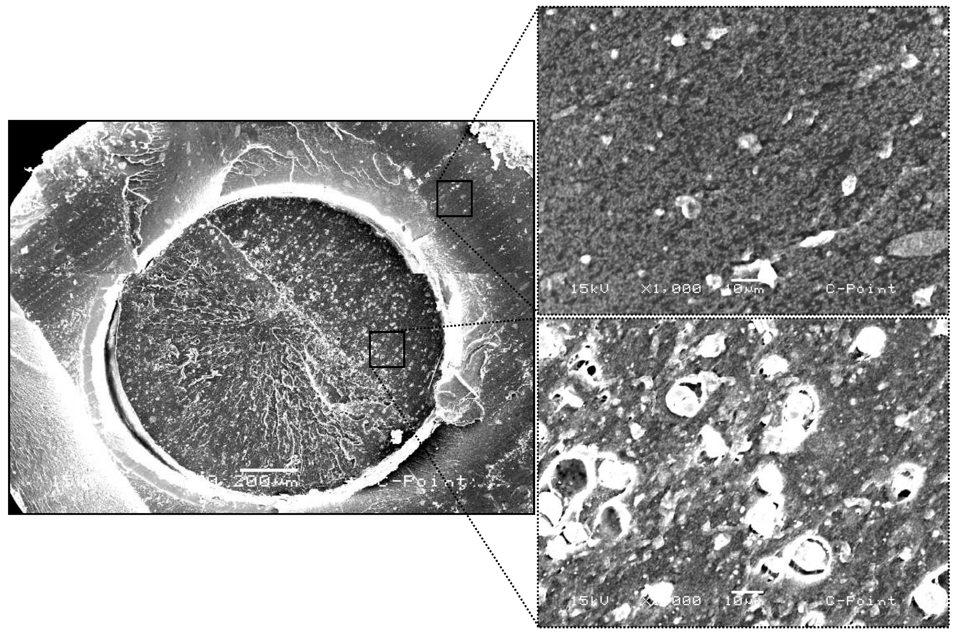 Biomimetics 10 00409 g003