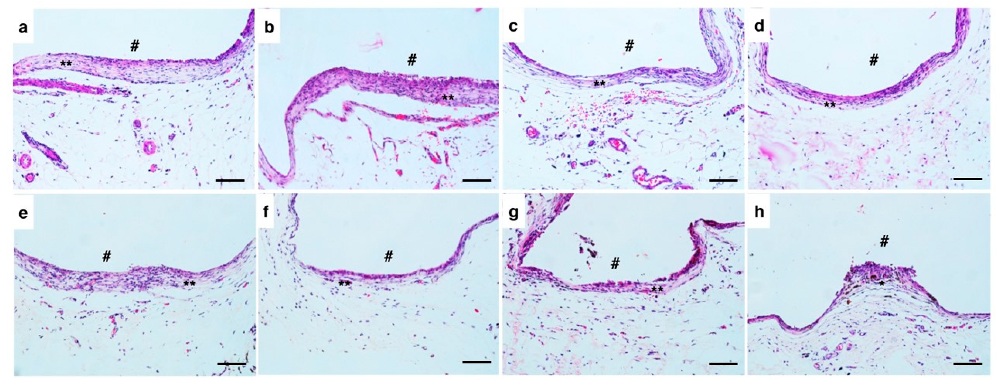 Biomimetics 10 00409 g004
