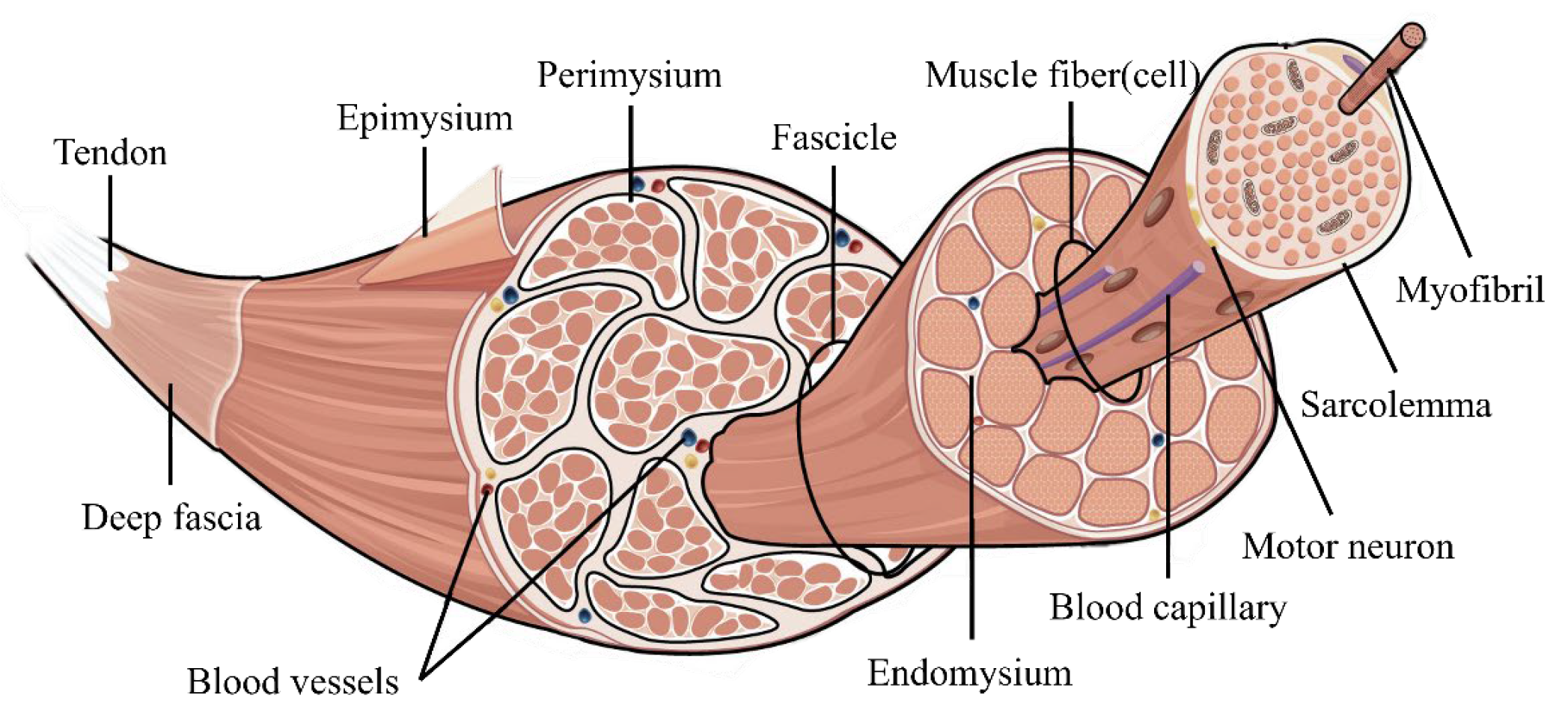 Biomimetics 10 00424 g001