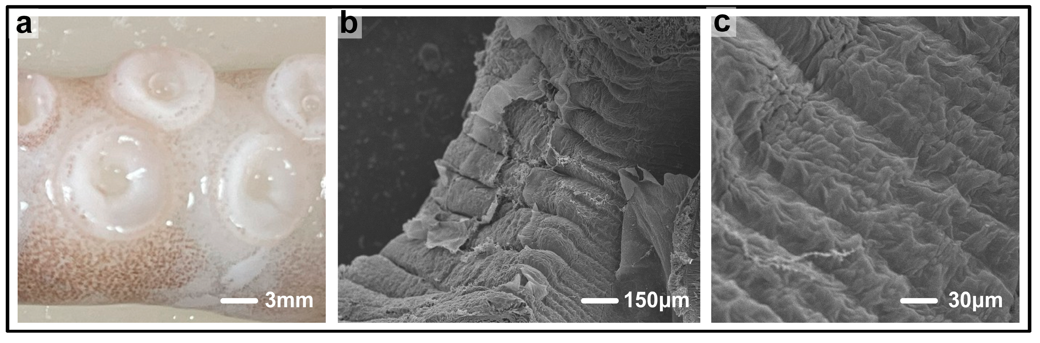 Biomimetics 10 00425 g001