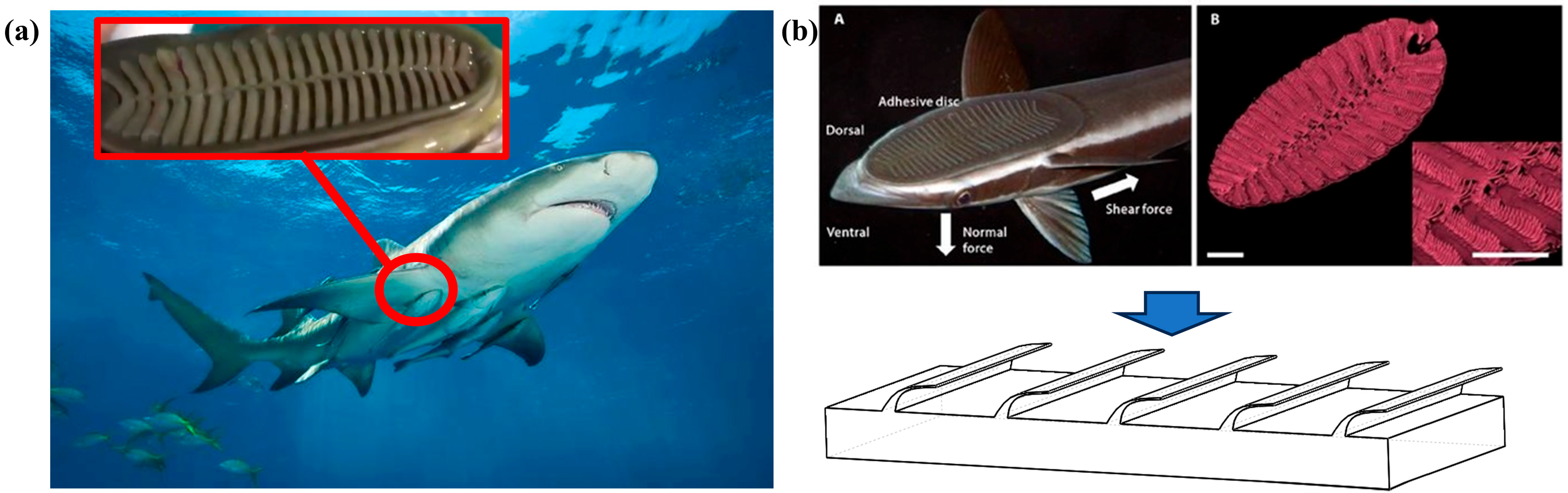 Biomimetics 10 00436 g001