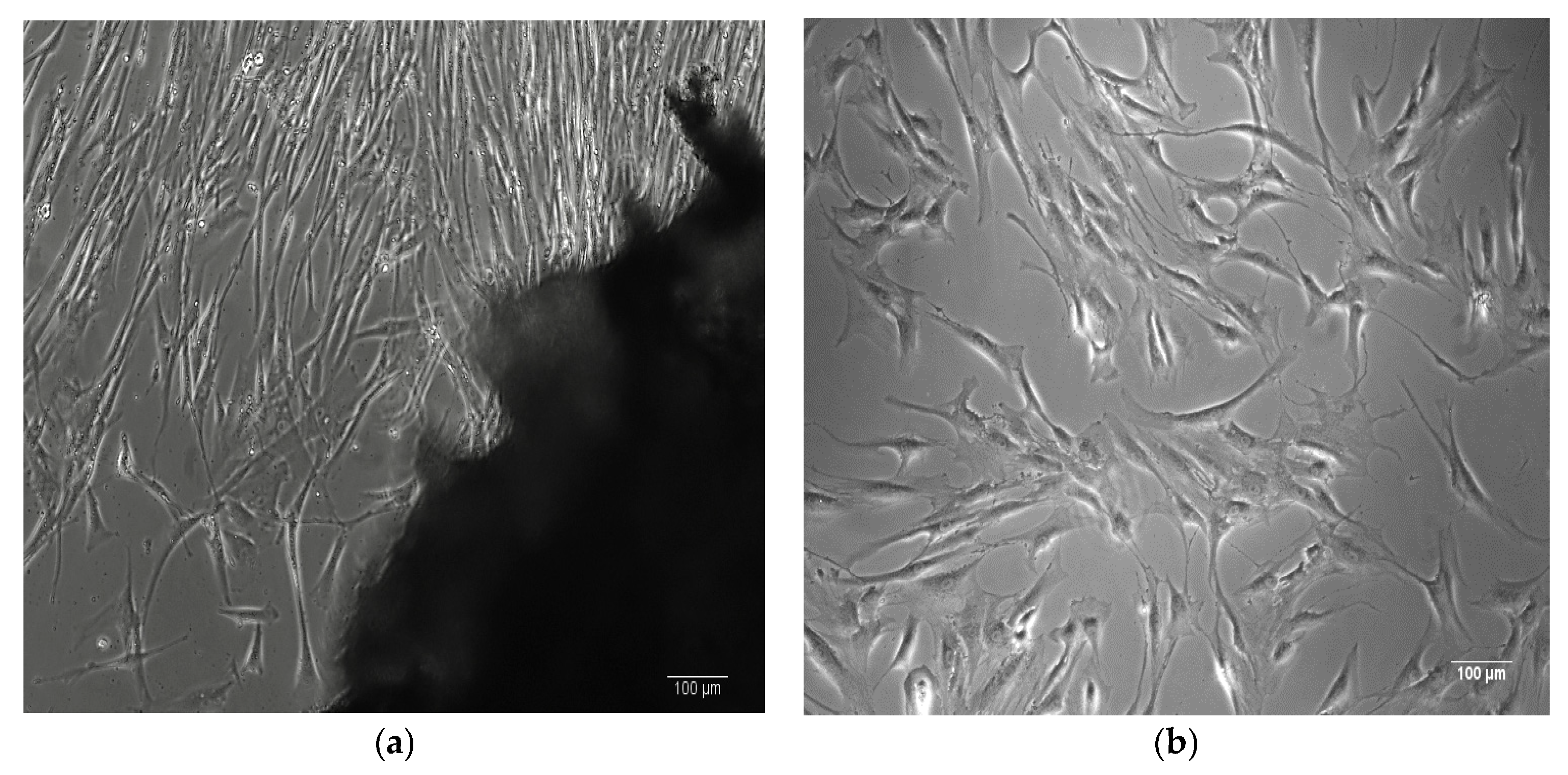 Biomimetics 10 00438 g001a