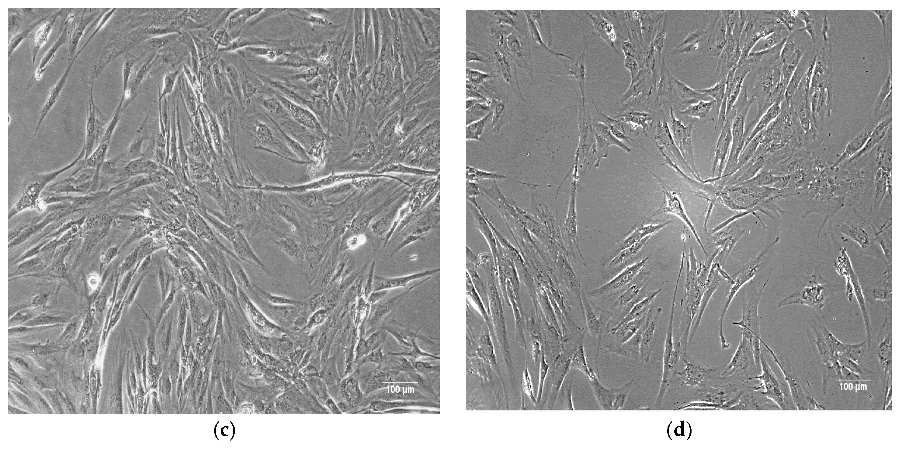 Biomimetics 10 00438 g001b