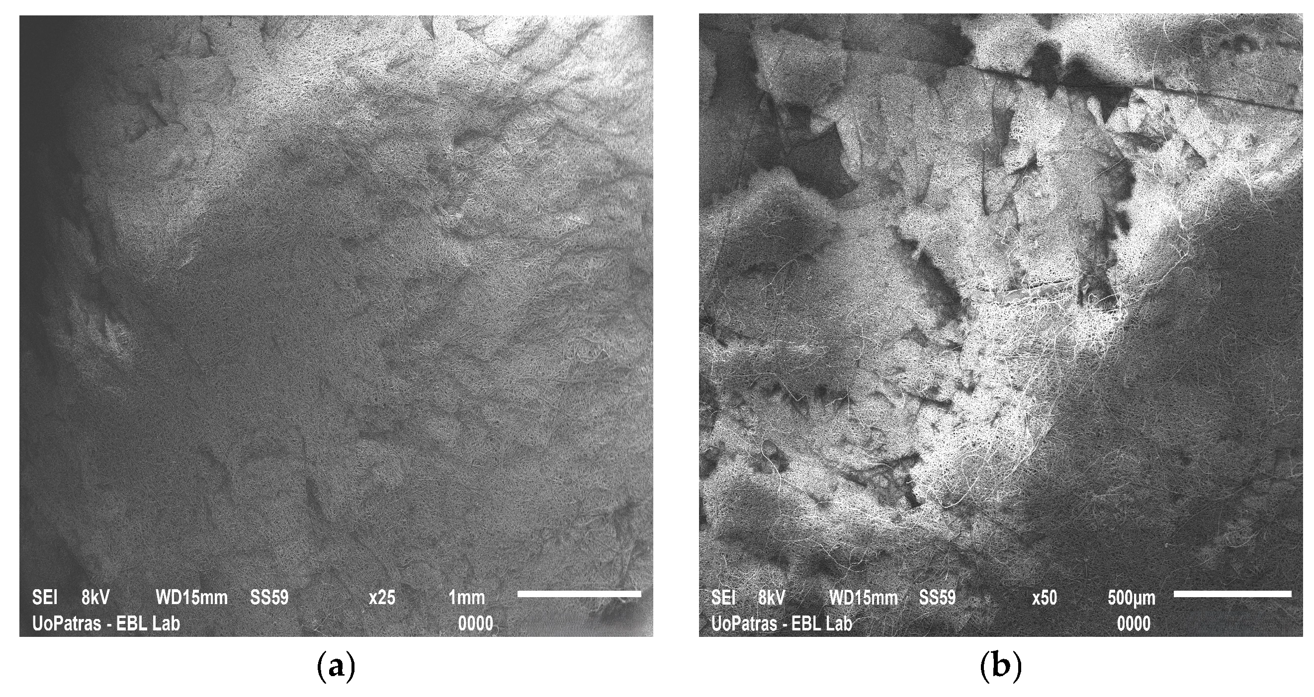 Biomimetics 10 00438 g004a