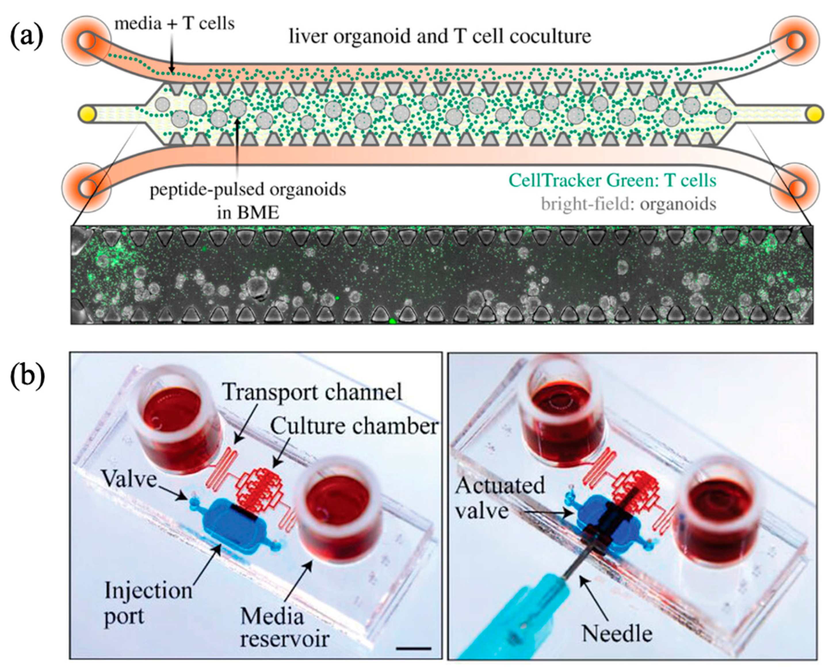 Biomimetics 10 00443 g001