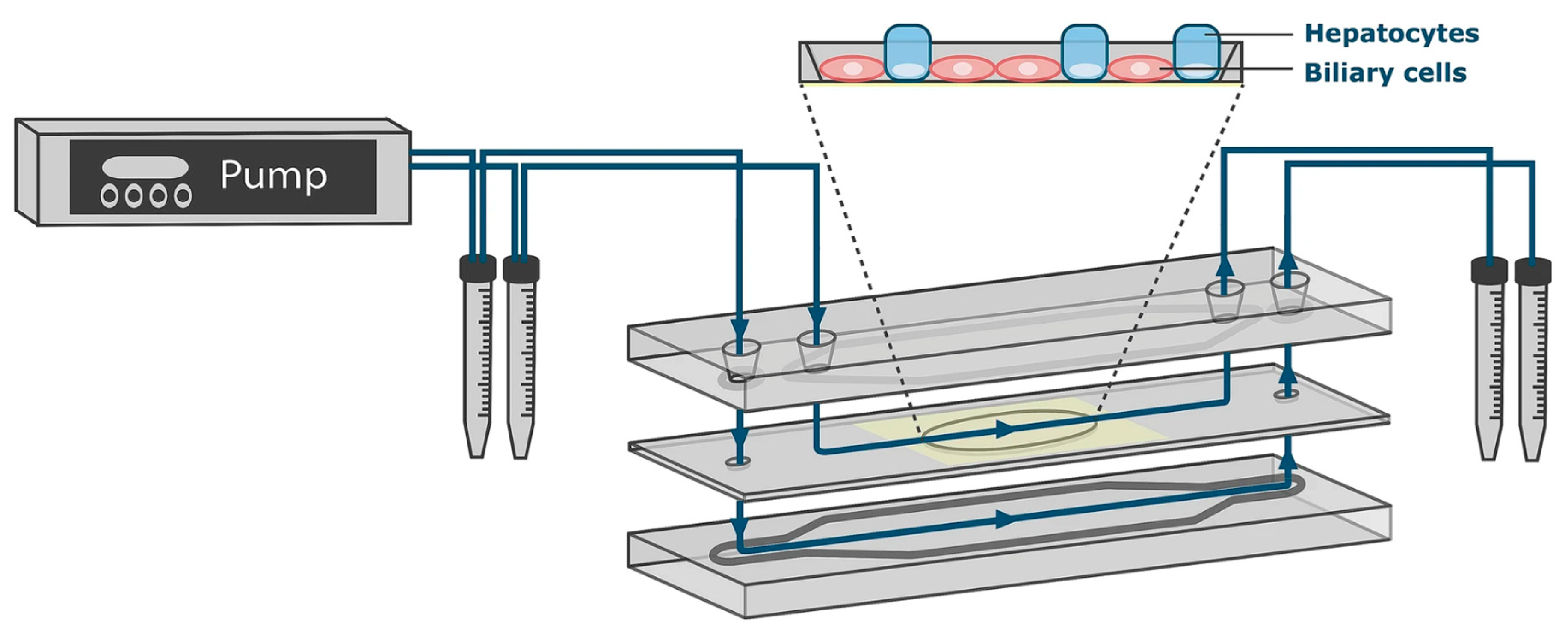 Biomimetics 10 00443 g005