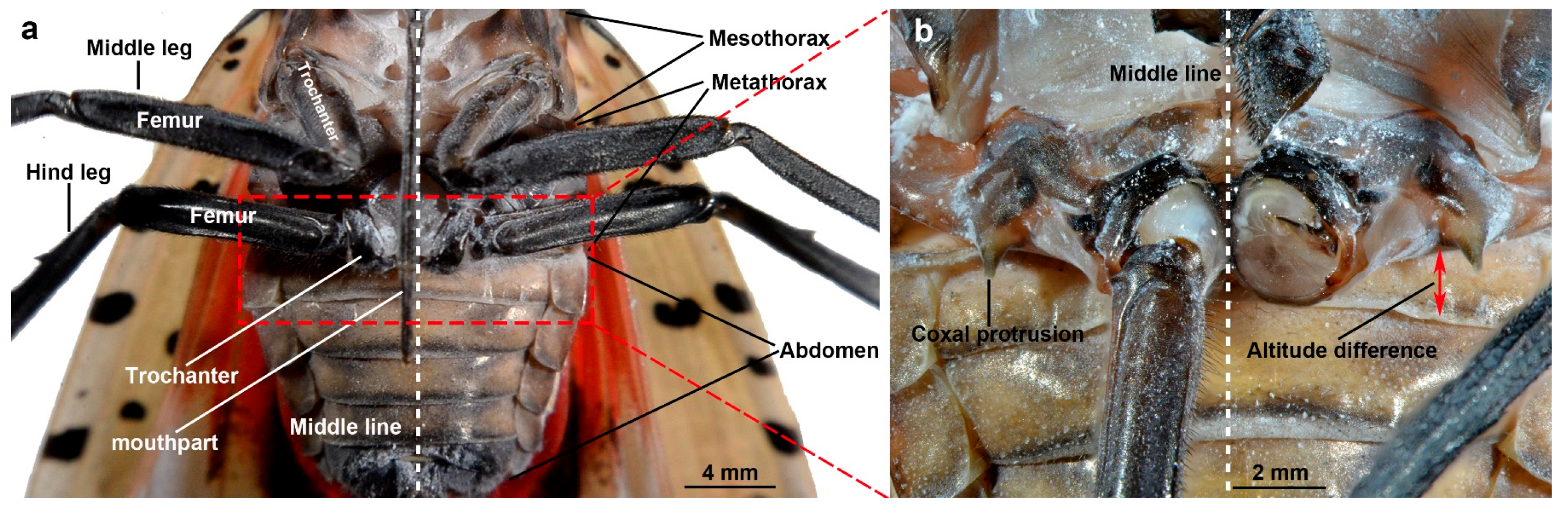 Biomimetics 10 00444 g001