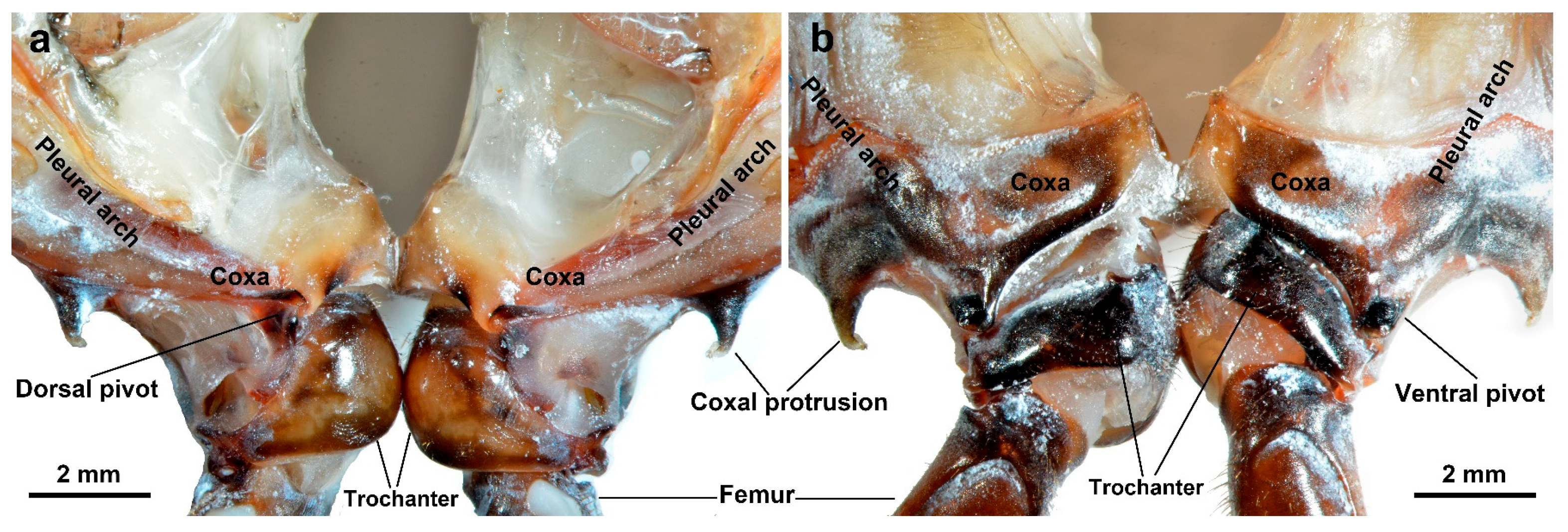Biomimetics 10 00444 g002