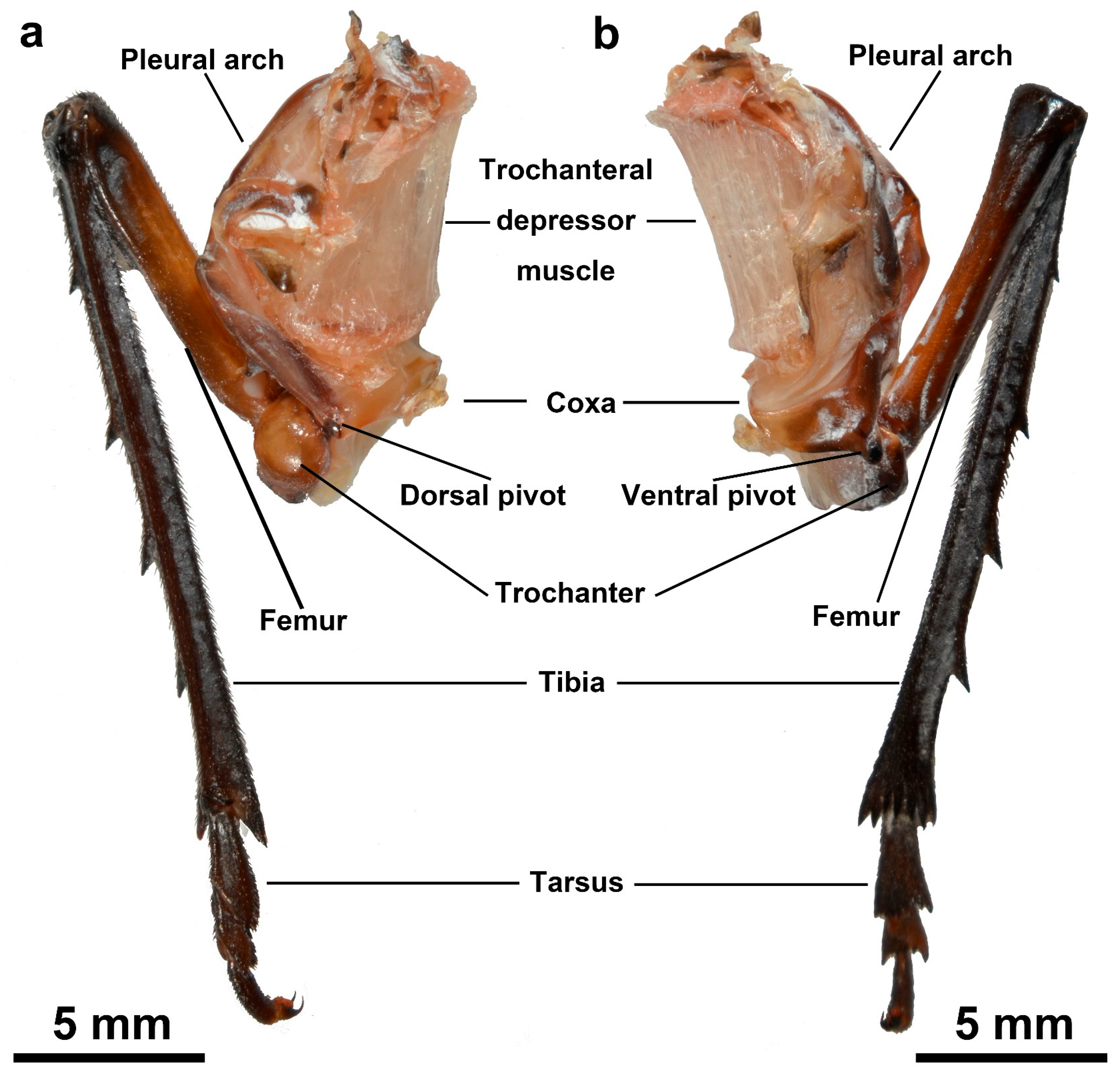 Biomimetics 10 00444 g003